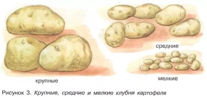 необходимо отсортировать картофель