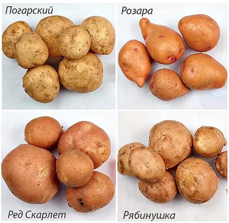 хранение зависит от сорта
