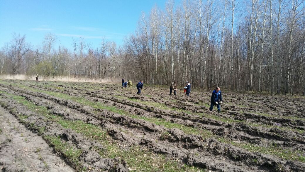 Работники лесной отрасли Нурлатского района высадили сосны на площади в 4 гектара
