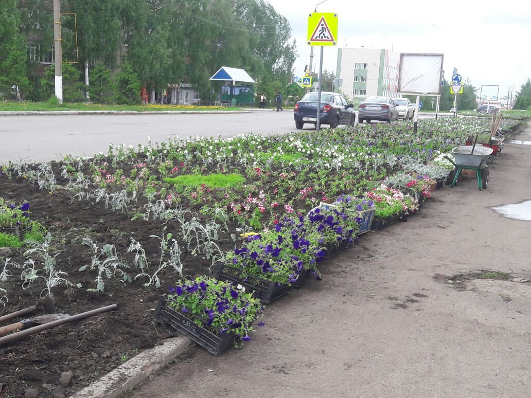 В Нурлате на улицах города высадят более 100 тысяч цветов