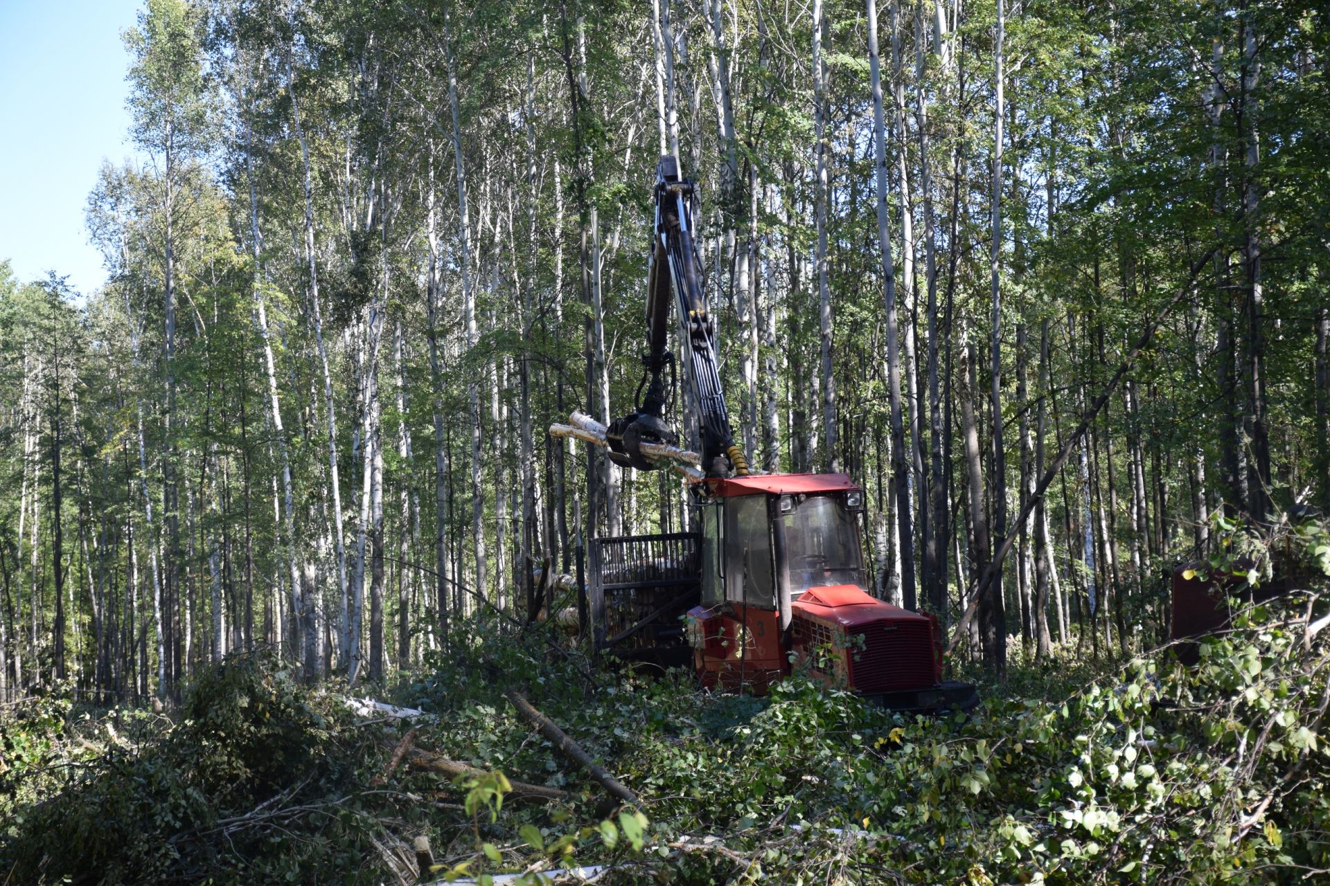 Скандинавская технология прижилась в «Нурлатском лесхозе»