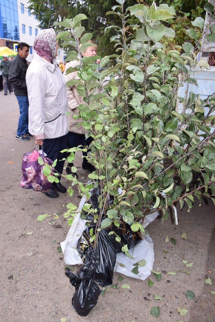 В Нурлате проходит сельскохозяйственная ярмарка