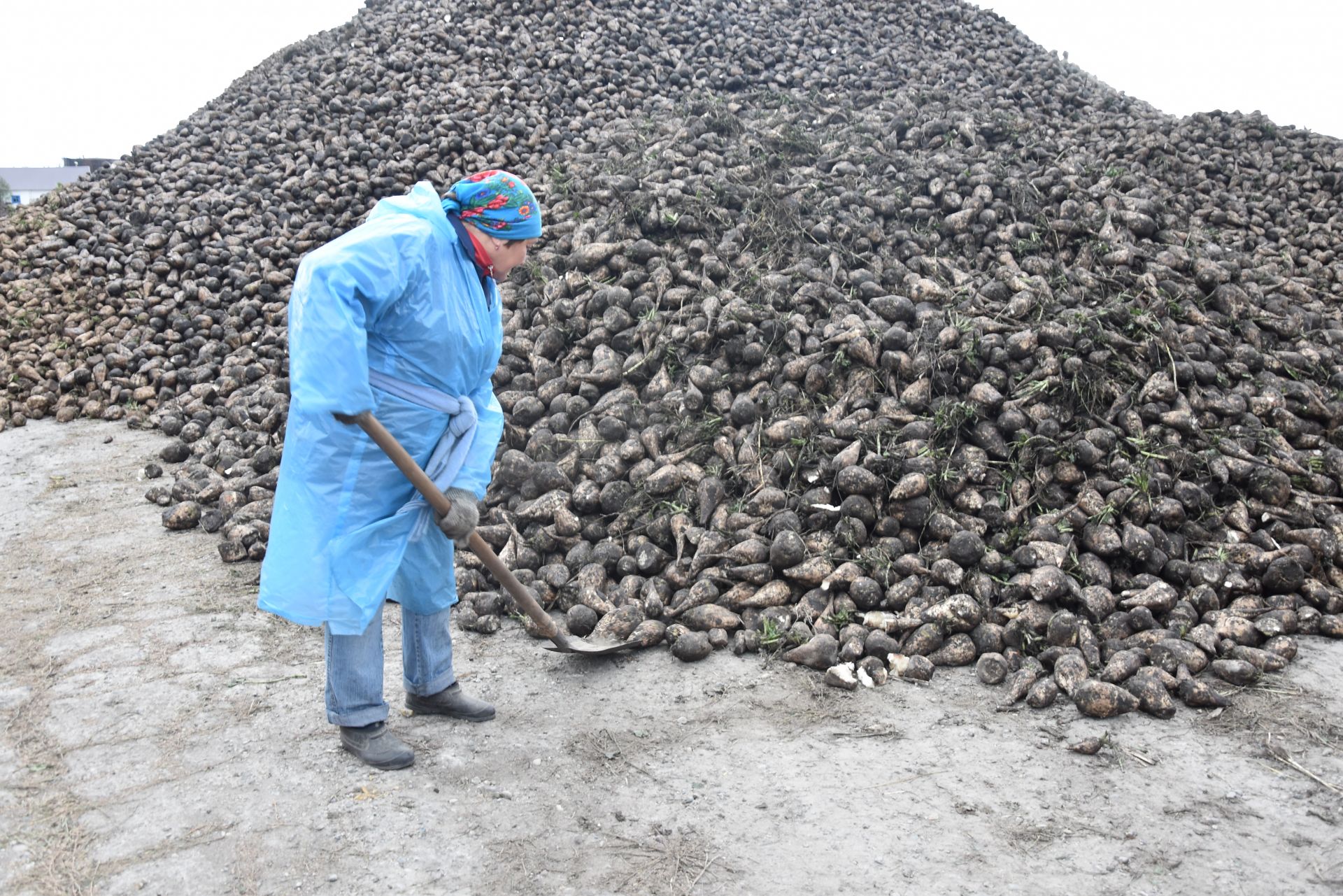 Нынешний сезон для «Нурлатского сахара» особенно ответственный – 60-летний юбилей завода