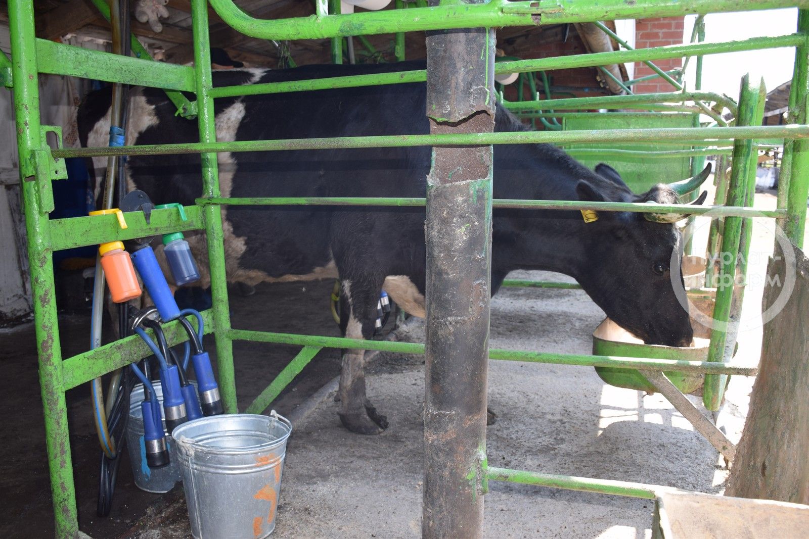 В Нурлате выявили лучших операторов машинного доения и технологов по воспроизводству стада