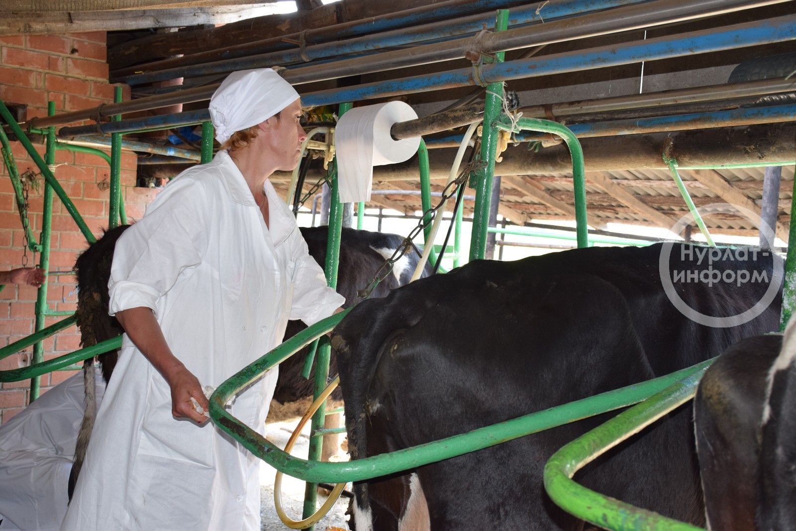 В Нурлате выявили лучших операторов машинного доения и технологов по воспроизводству стада