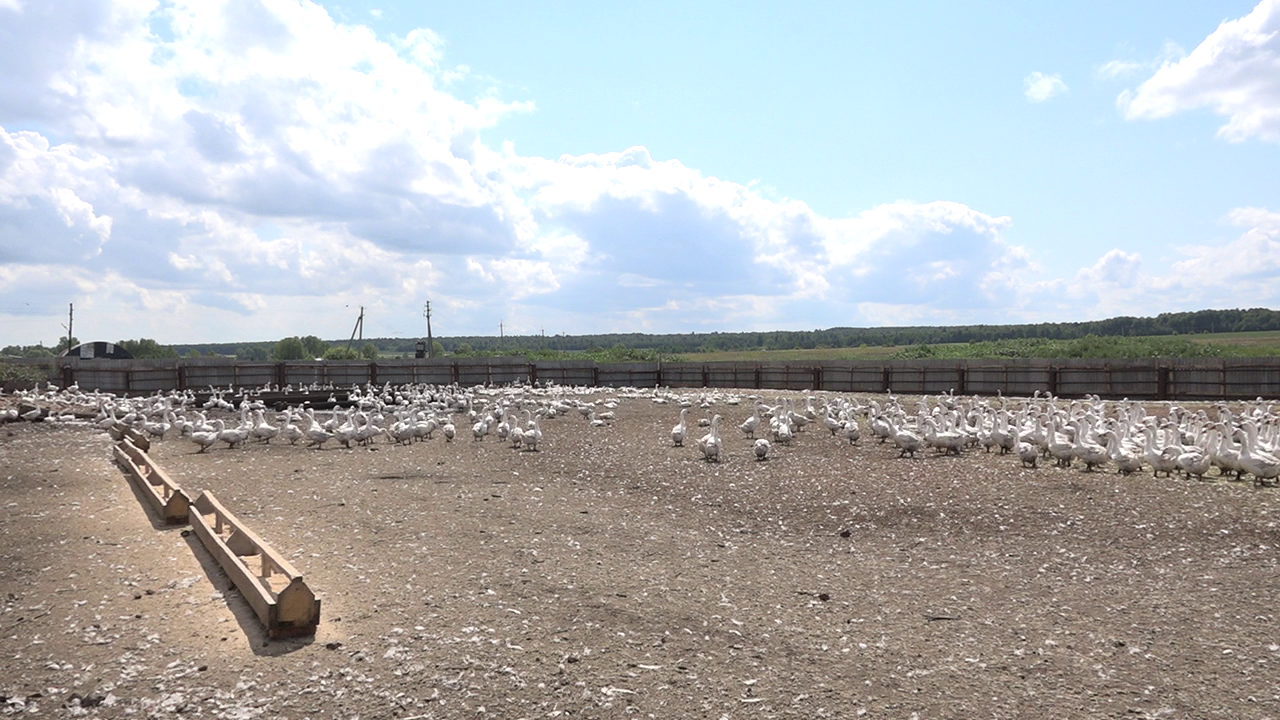 На птицеферме в Зюзеево выращивается 4000 голов гусей