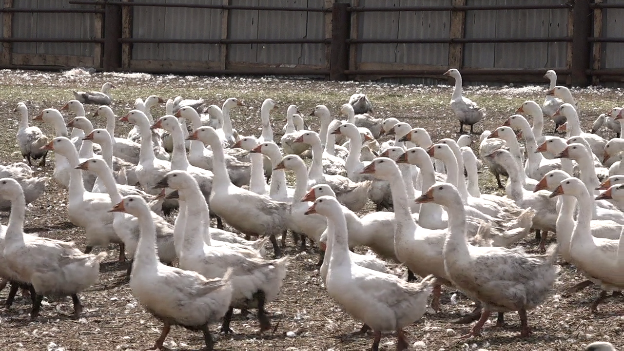 На птицеферме в Зюзеево выращивается 4000 голов гусей