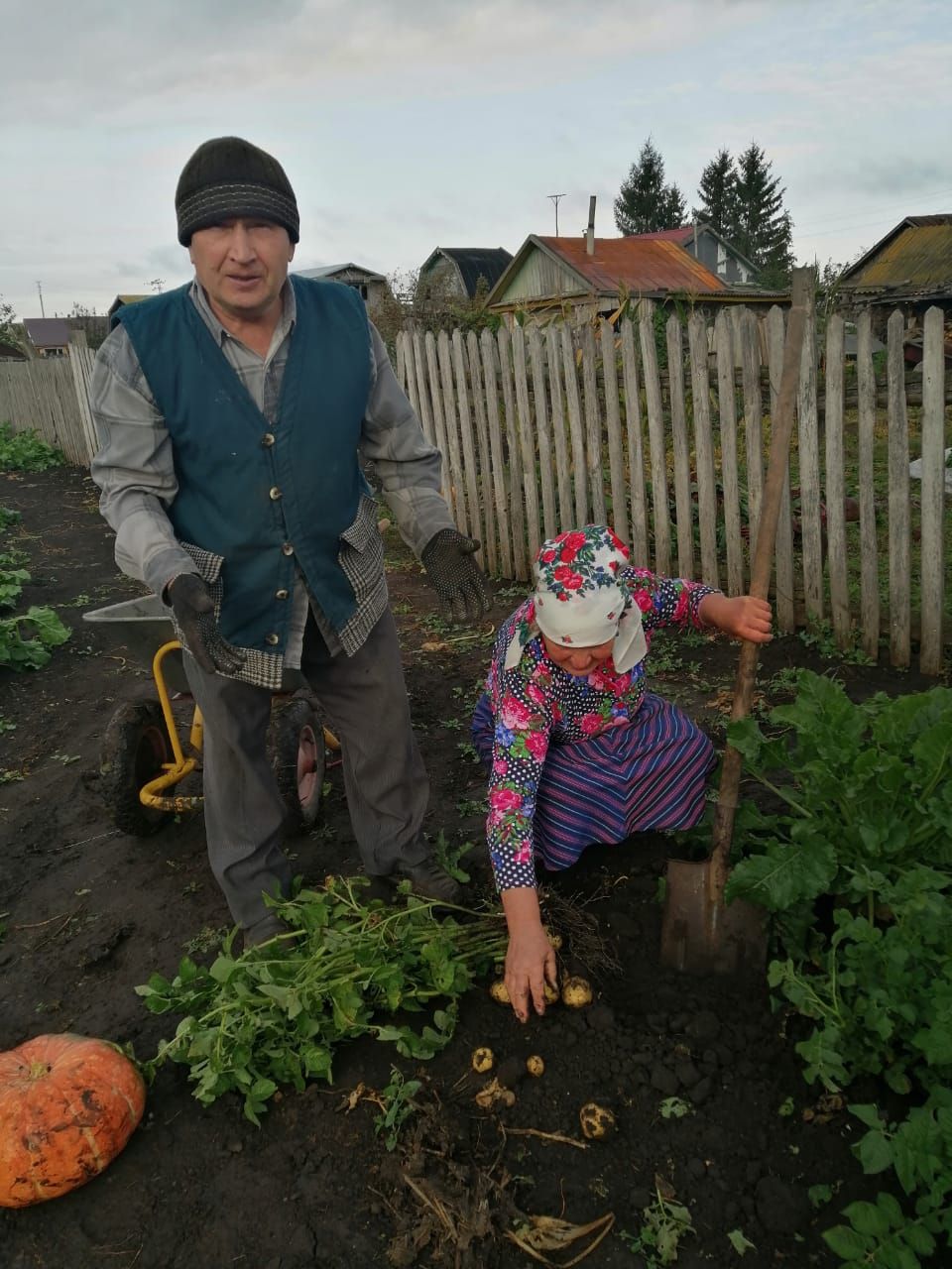 Нурлатцы за сезон успевают вырастить два урожая картофеля