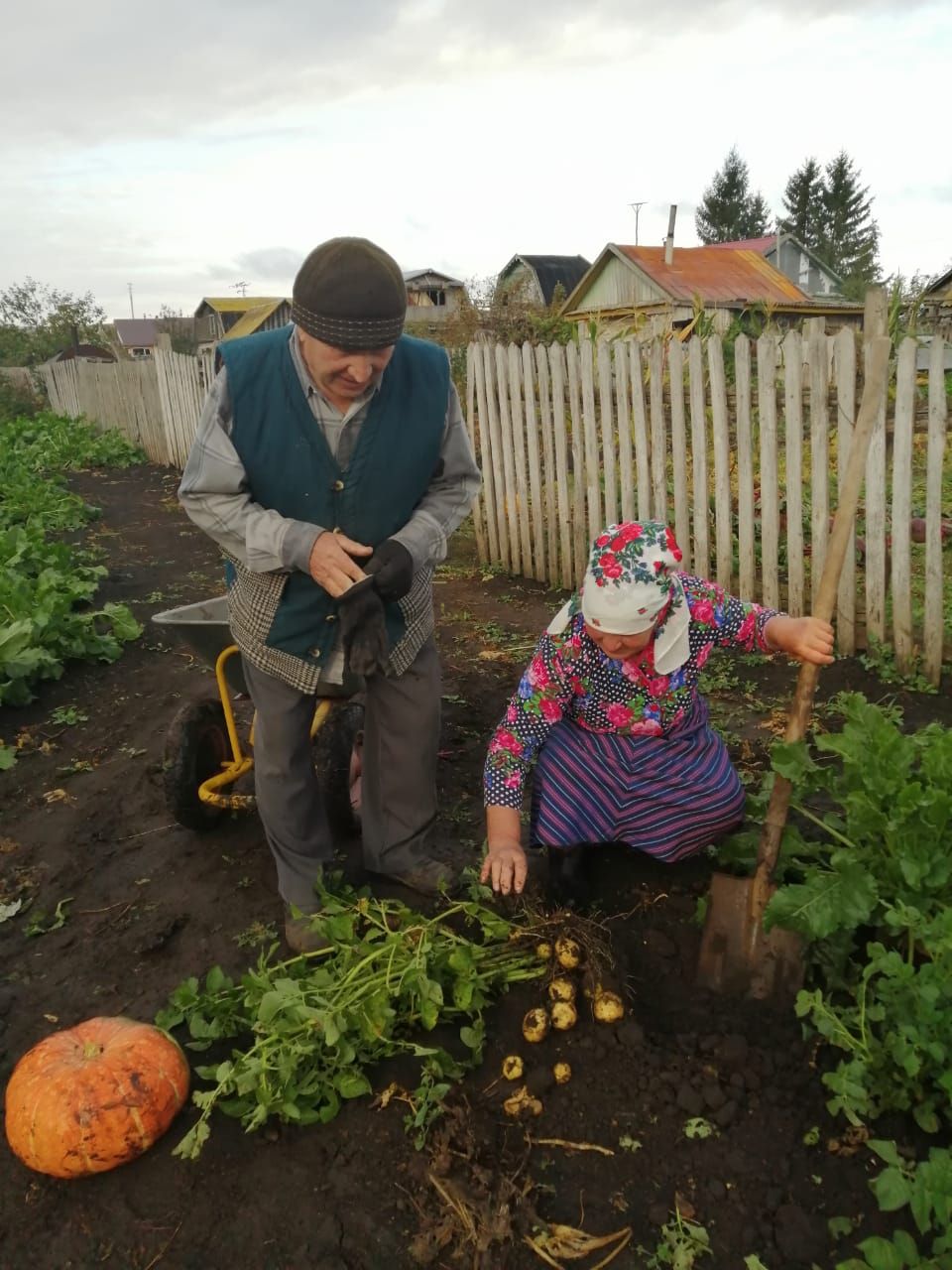 Нурлатцы за сезон успевают вырастить два урожая картофеля