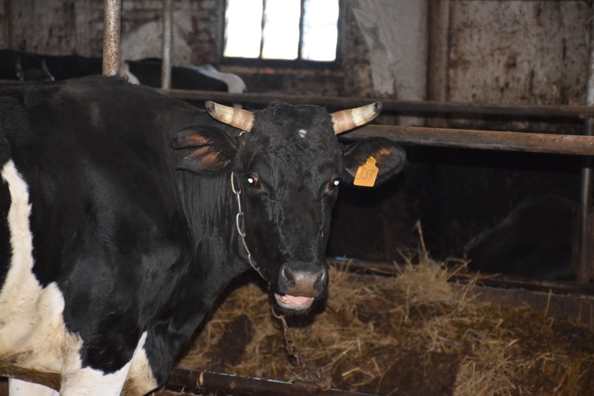 В Нурлатском районе проводят раннюю диагностику стельности коров с помощью УЗИ-аппарата