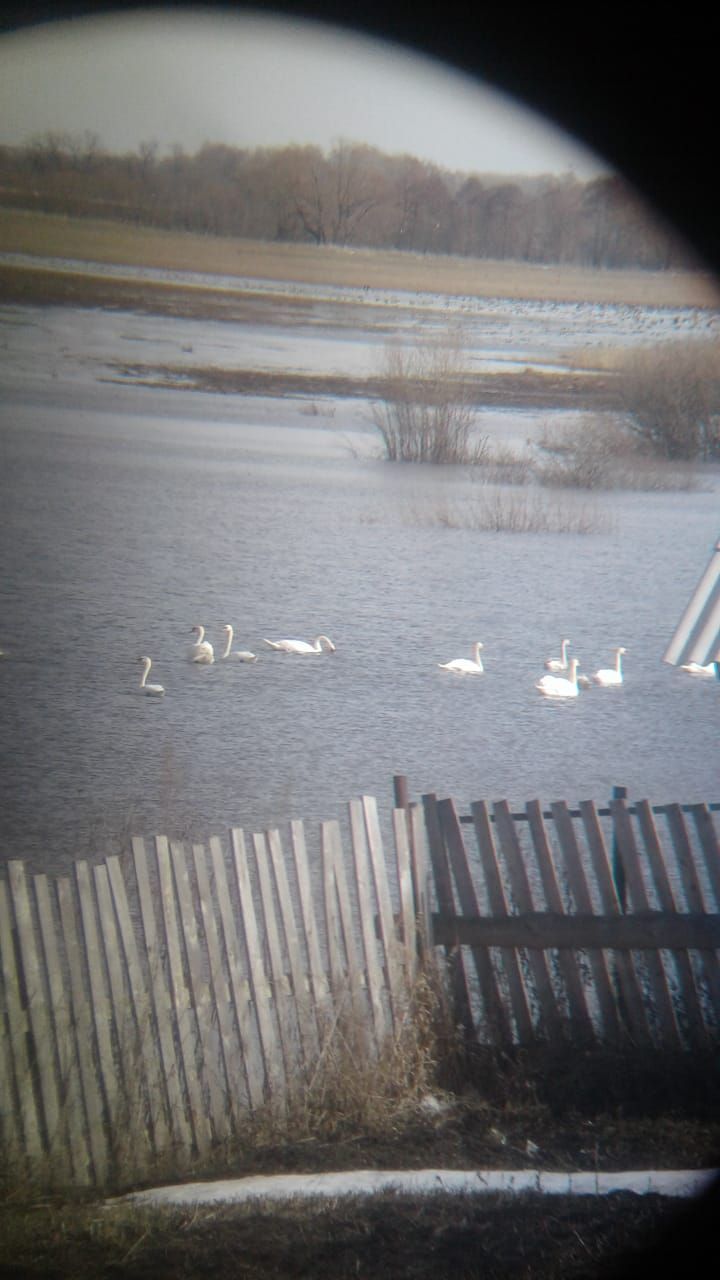 Лебеди прилетели в Курманаево