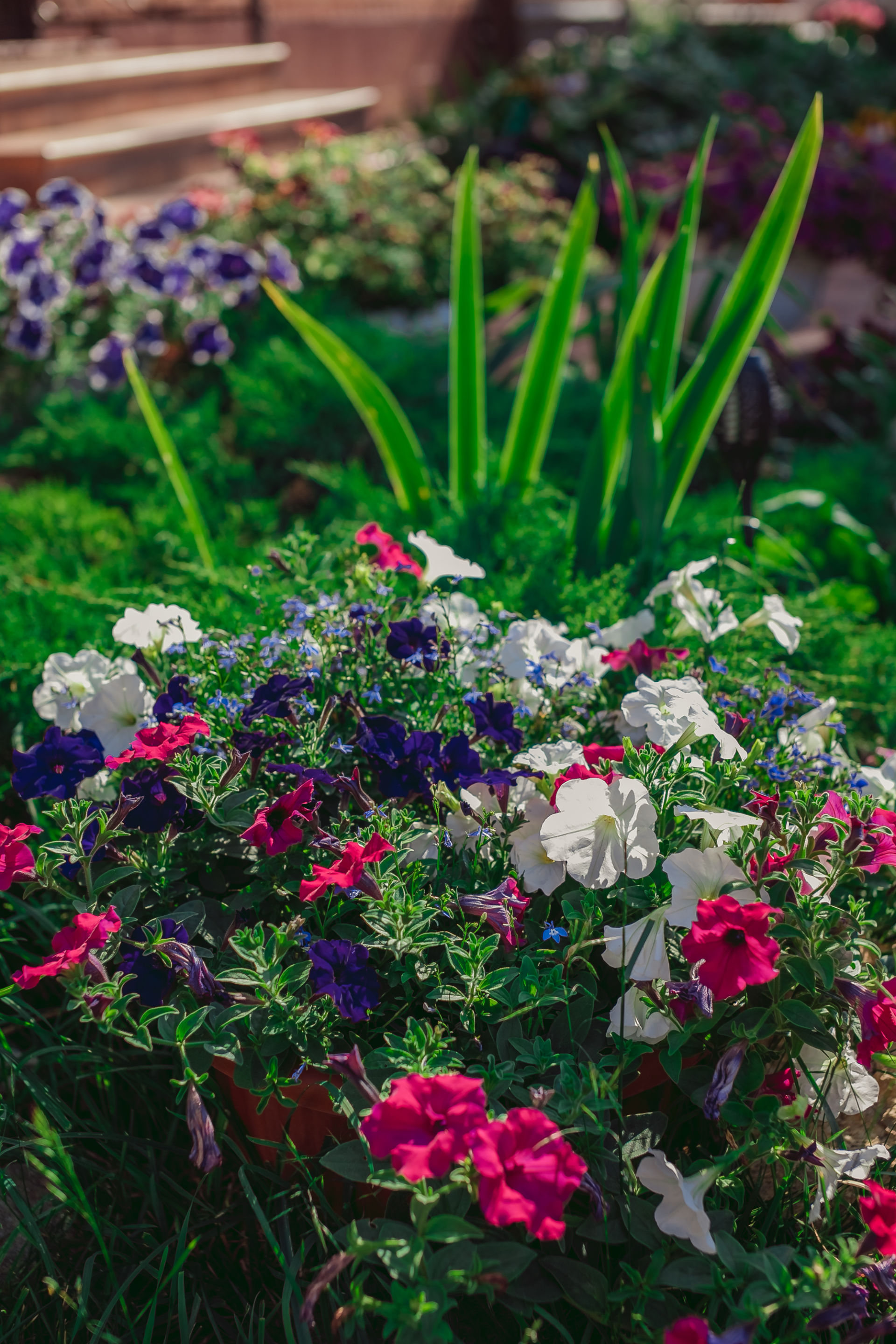 Участница нашего фотоконкурса «Цветы в моем саду»: "Всё это благодаря моей фантазии и любви к цветам"