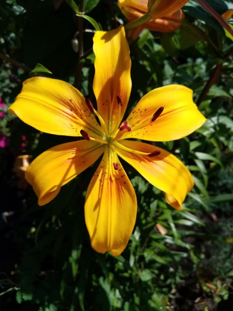 Участница нашего фотоконкурса «Цветы в моем саду»: "Самое большое мое увлечение – это цветы"