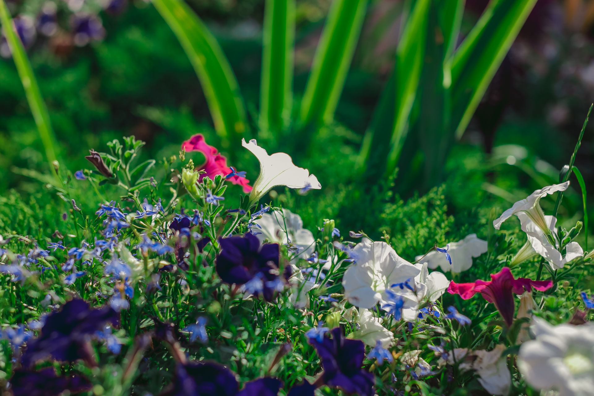 Участница нашего фотоконкурса «Цветы в моем саду»: "Всё это благодаря моей фантазии и любви к цветам"