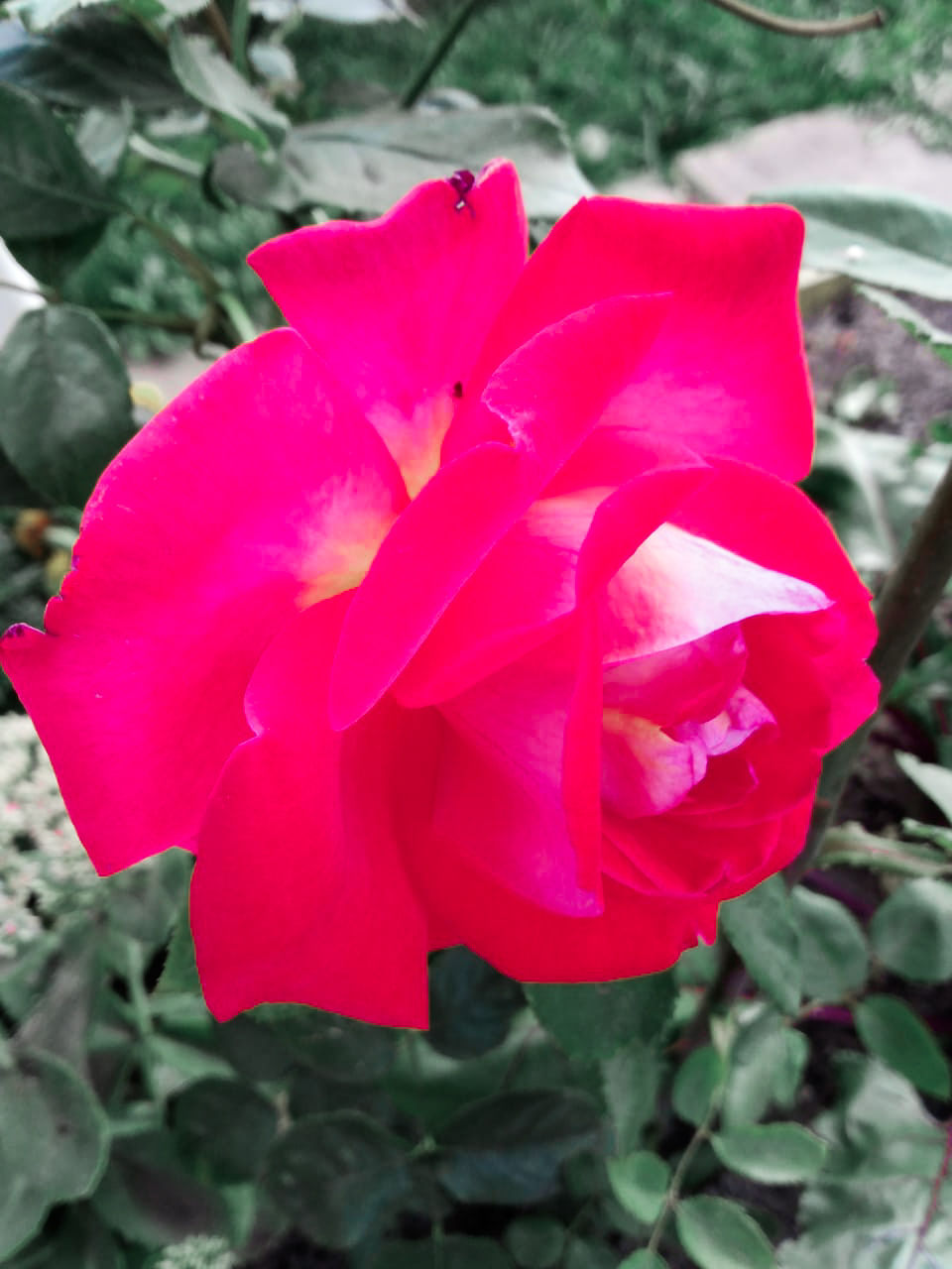 Участница нашего фотоконкурса «Цветы в моем саду»: "Секрет моего цветущего сада - большая любовь к цветам"