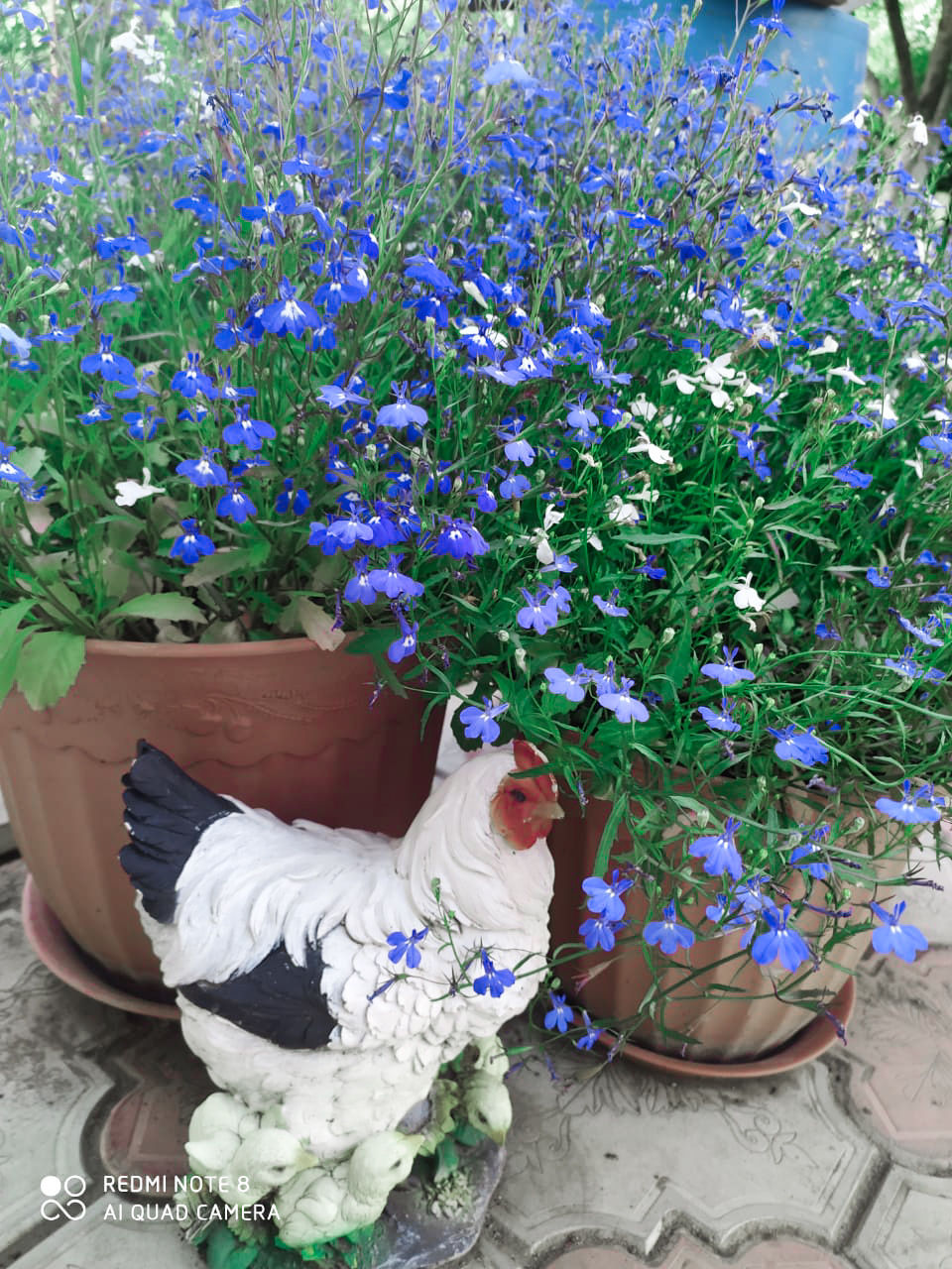 Участница нашего фотоконкурса «Цветы в моем саду»: "Секрет моего цветущего сада - большая любовь к цветам"