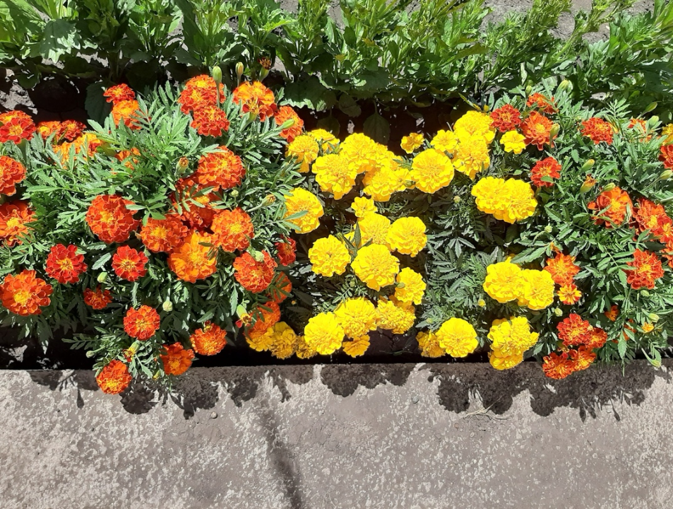 Участница нашего фотоконкурса «Цветы в моем саду»: "Цветами лучше любоваться, когда они цветут в саду, а не тогда, когда они увядают в вазе…"