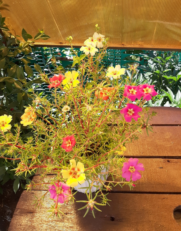 Участница нашего фотоконкурса «Цветы в моем саду»: "Цветами лучше любоваться, когда они цветут в саду, а не тогда, когда они увядают в вазе…"