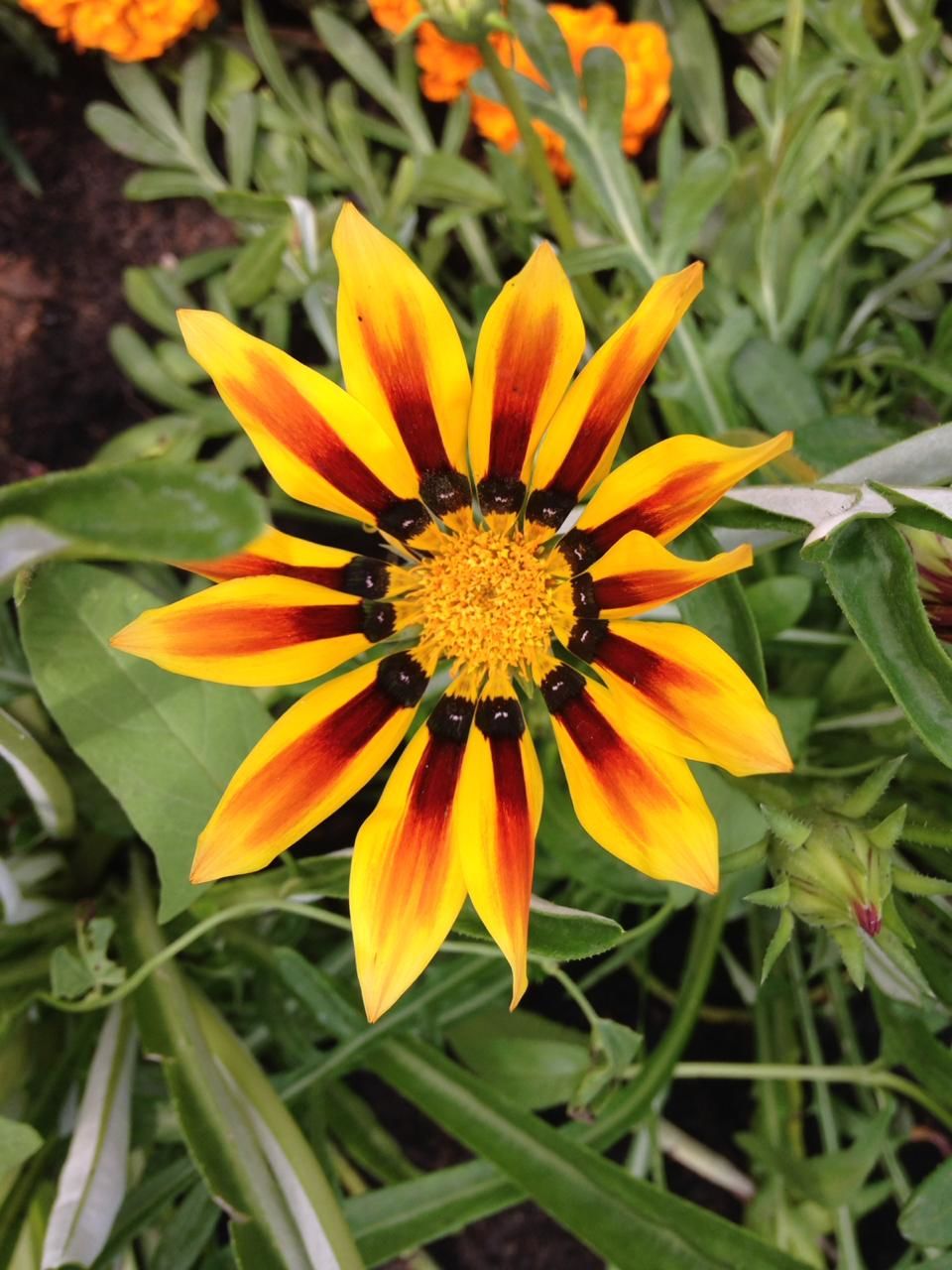 Участница нашего фотоконкурса «Цветы в моем саду»: "Цветы освещают нашу повседневную жизнь, делая ее прекрасной"
