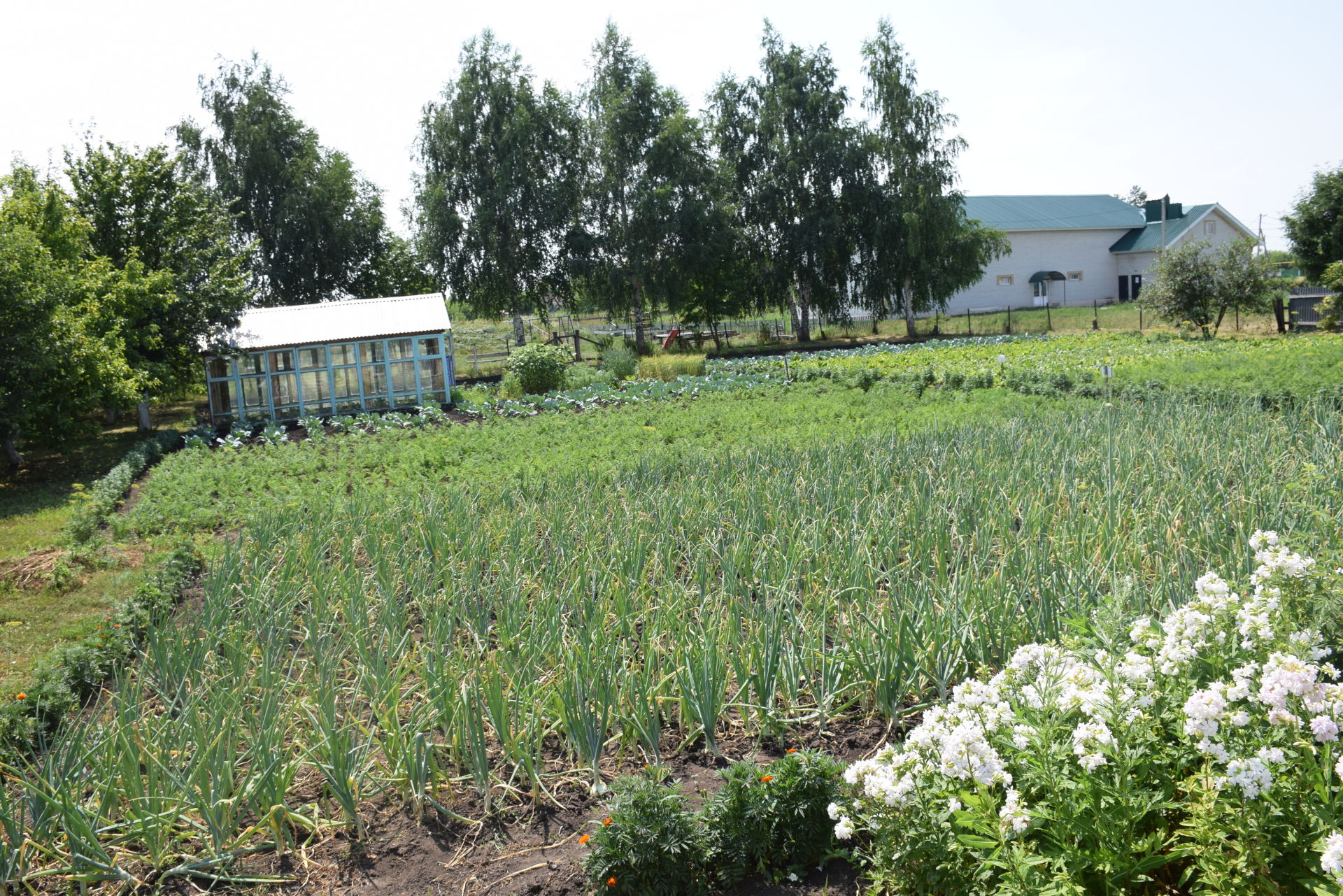 В Чулпанове самое популярное женское имя Лилия стало поводом для выращивания лилий