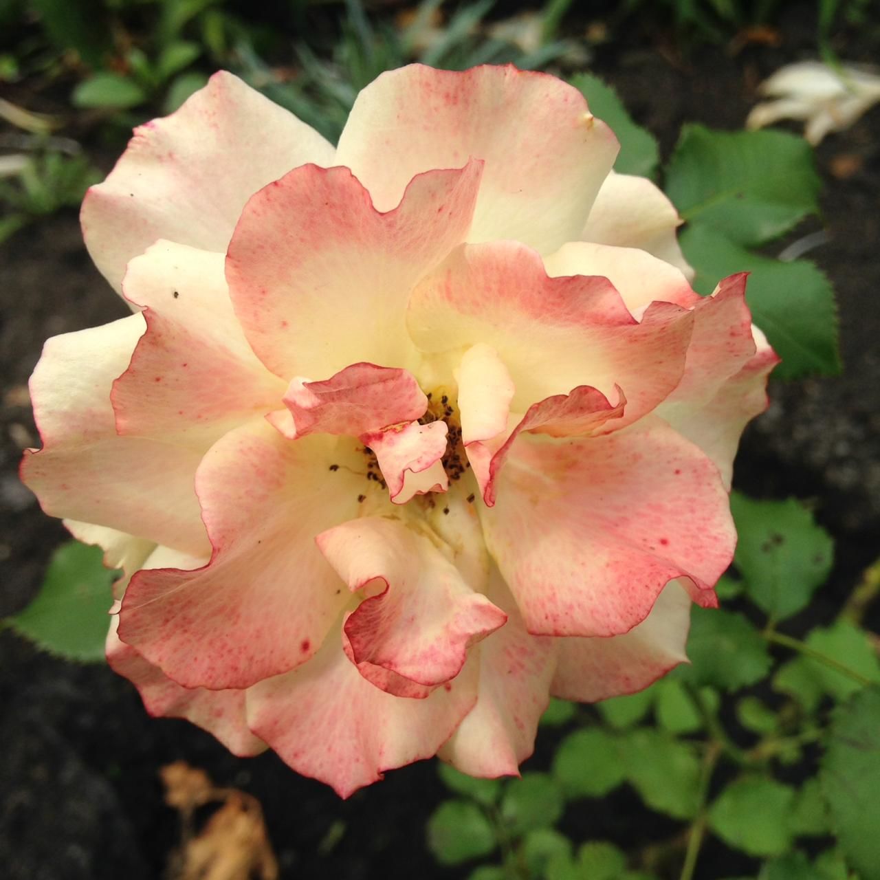 Участница нашего фотоконкурса «Цветы в моем саду»: "Цветы освещают нашу повседневную жизнь, делая ее прекрасной"