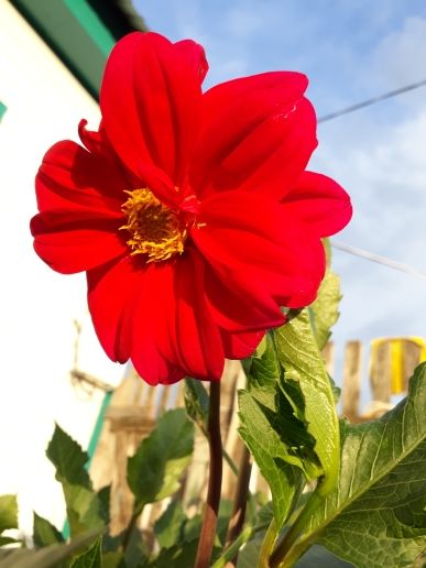 Участница нашего фотоконкурса «Цветы в моем саду»: "Сад без цветов - это всё равно, что семья без детей"