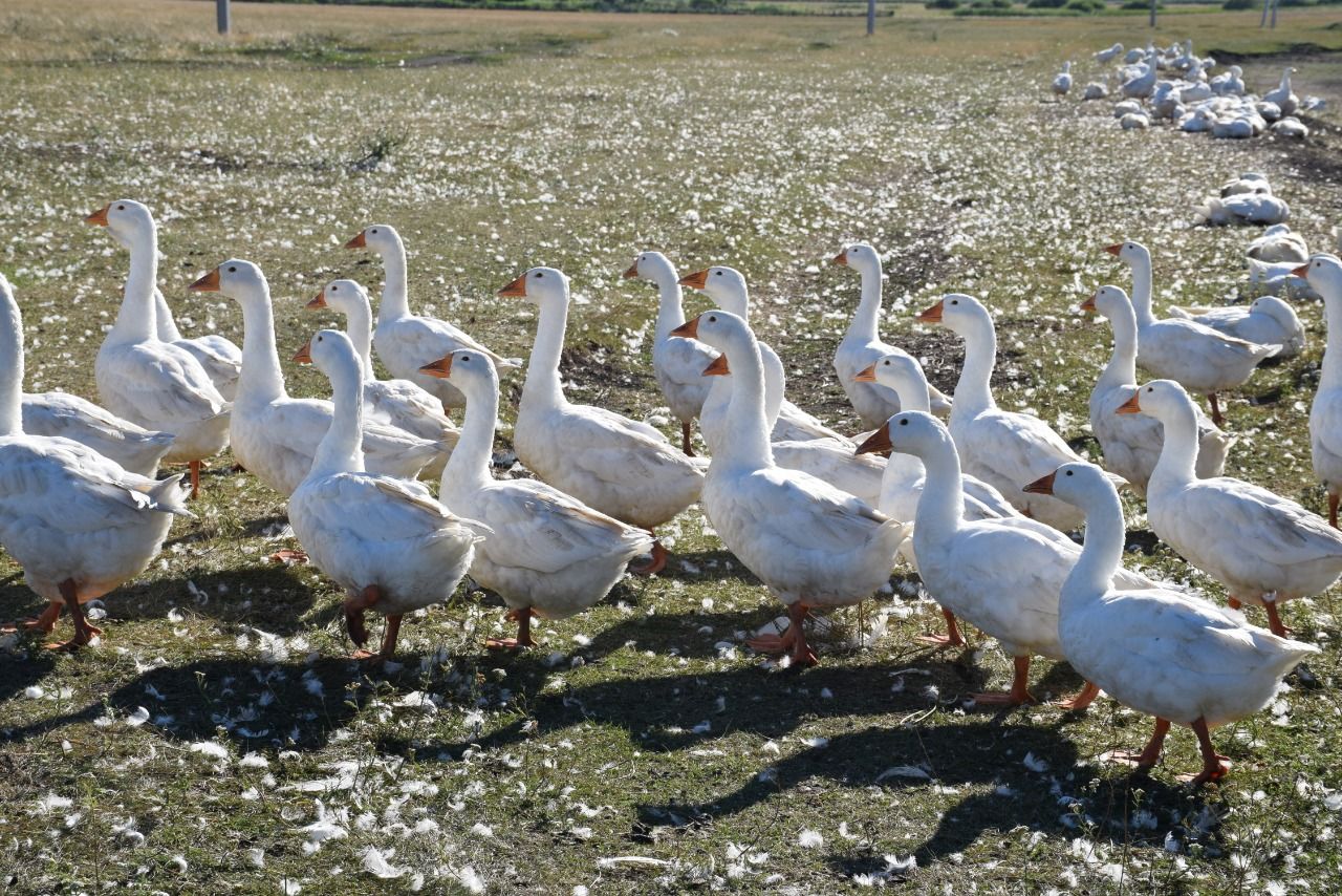 В КФХ Хазеевых из села Чулпаново в этом году более 3000 гусей