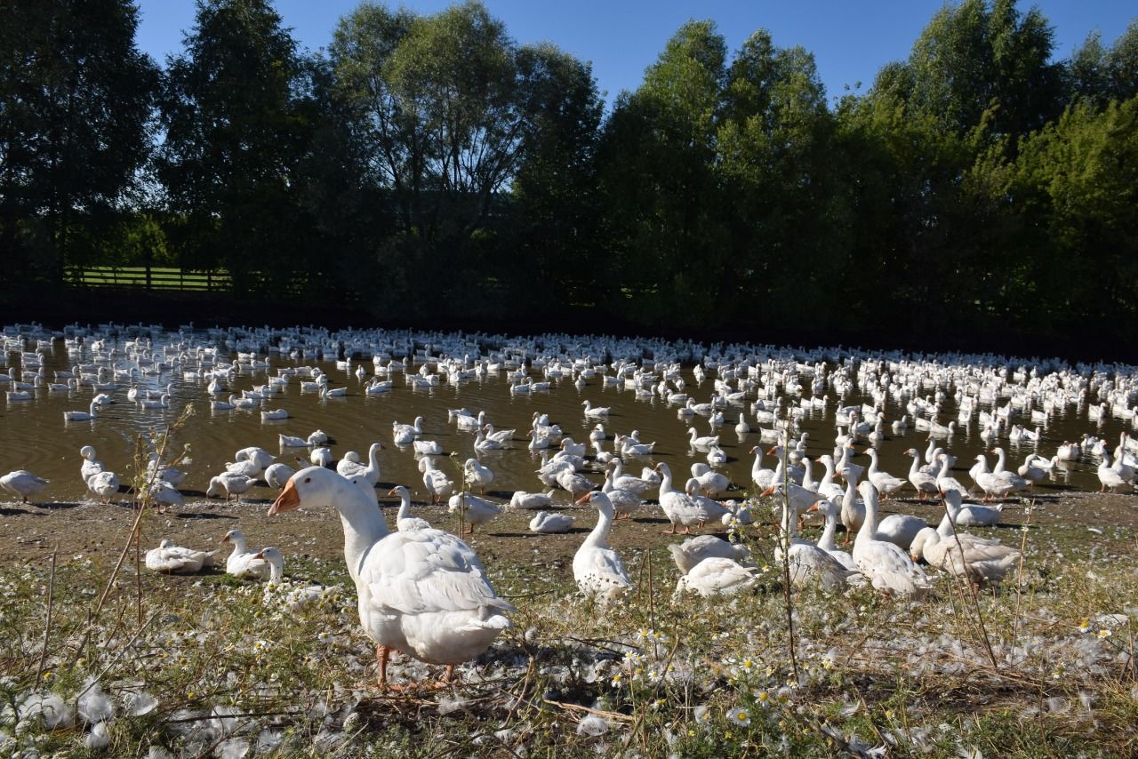 В КФХ Хазеевых из села Чулпаново в этом году более 3000 гусей