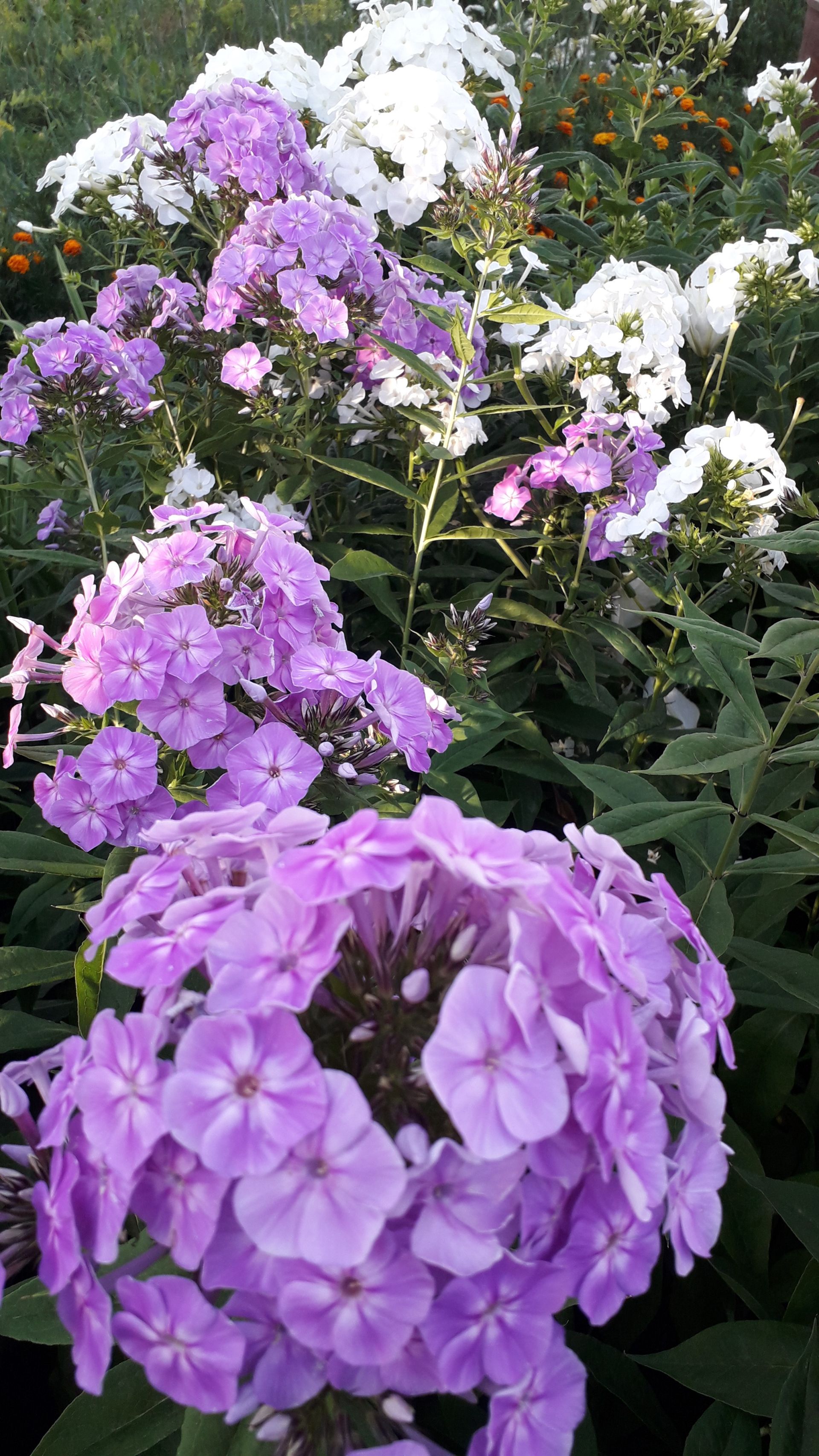 Участница нашего фотоконкурса «Цветы в моем саду»: "Я очень люблю цветы, всегда ими любуюсь - для меня они&nbsp;цветотерапия"