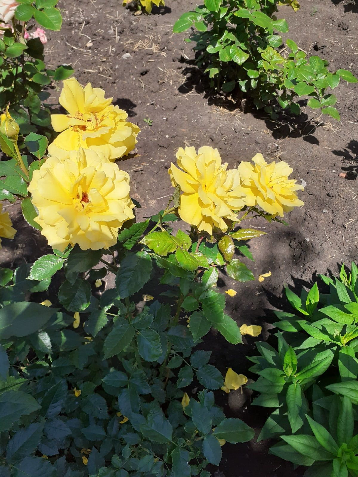 Участница нашего фотоконкурса «Цветы в моем саду»: "Я очень люблю цветы"