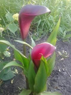 Участница нашего фотоконкурса «Цветы в моем саду»: «Цветы наполняют мое сердце любовью и красотой»