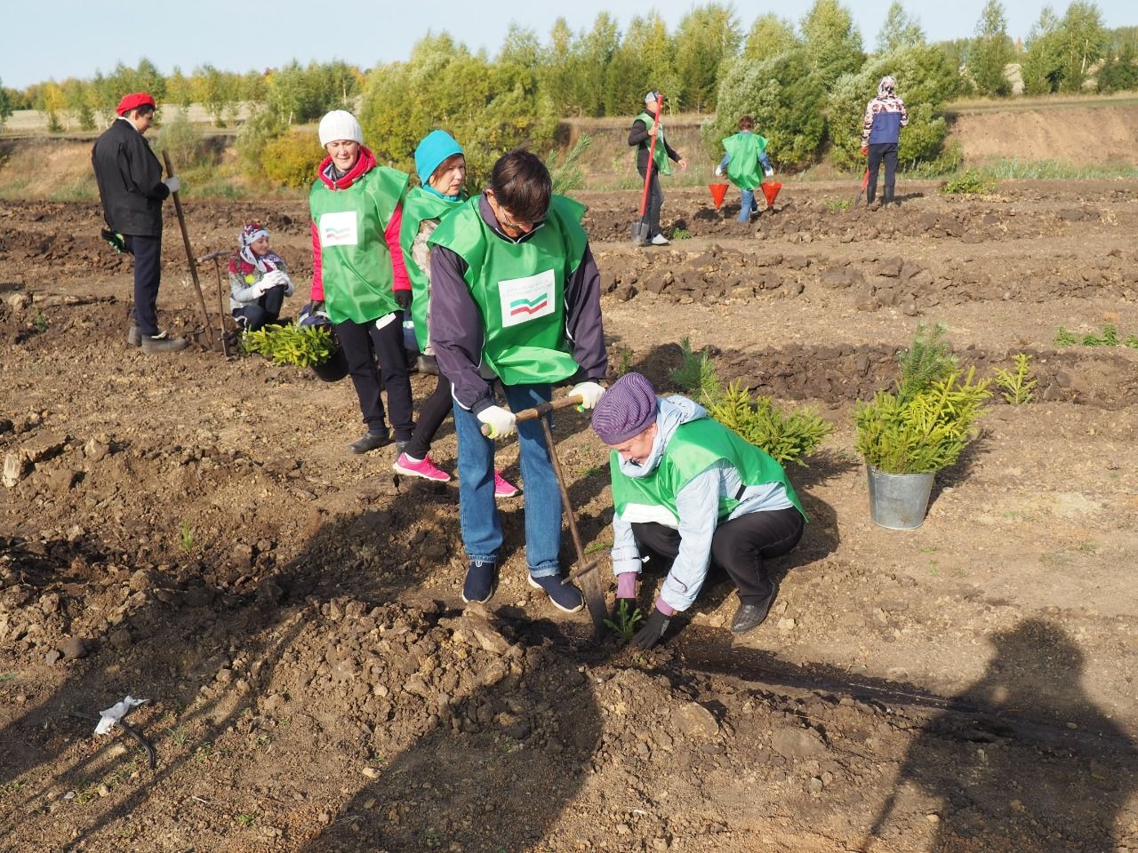 В селе Фомкино высадили 12 000 саженцев деревьев