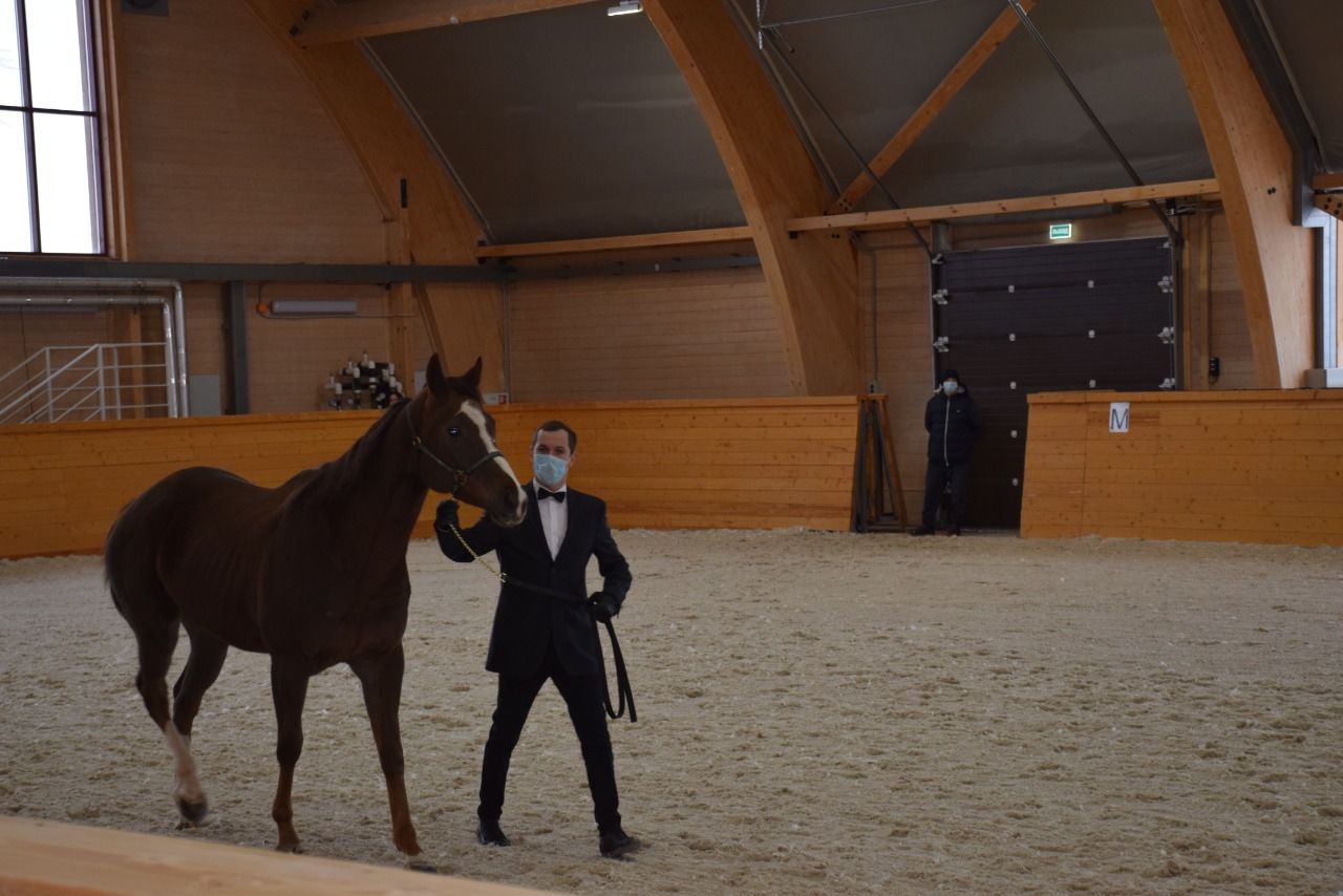 В Нурлате состоялся аукцион по продаже спортивных лошадей, принадлежащих компании «Татнефть»
