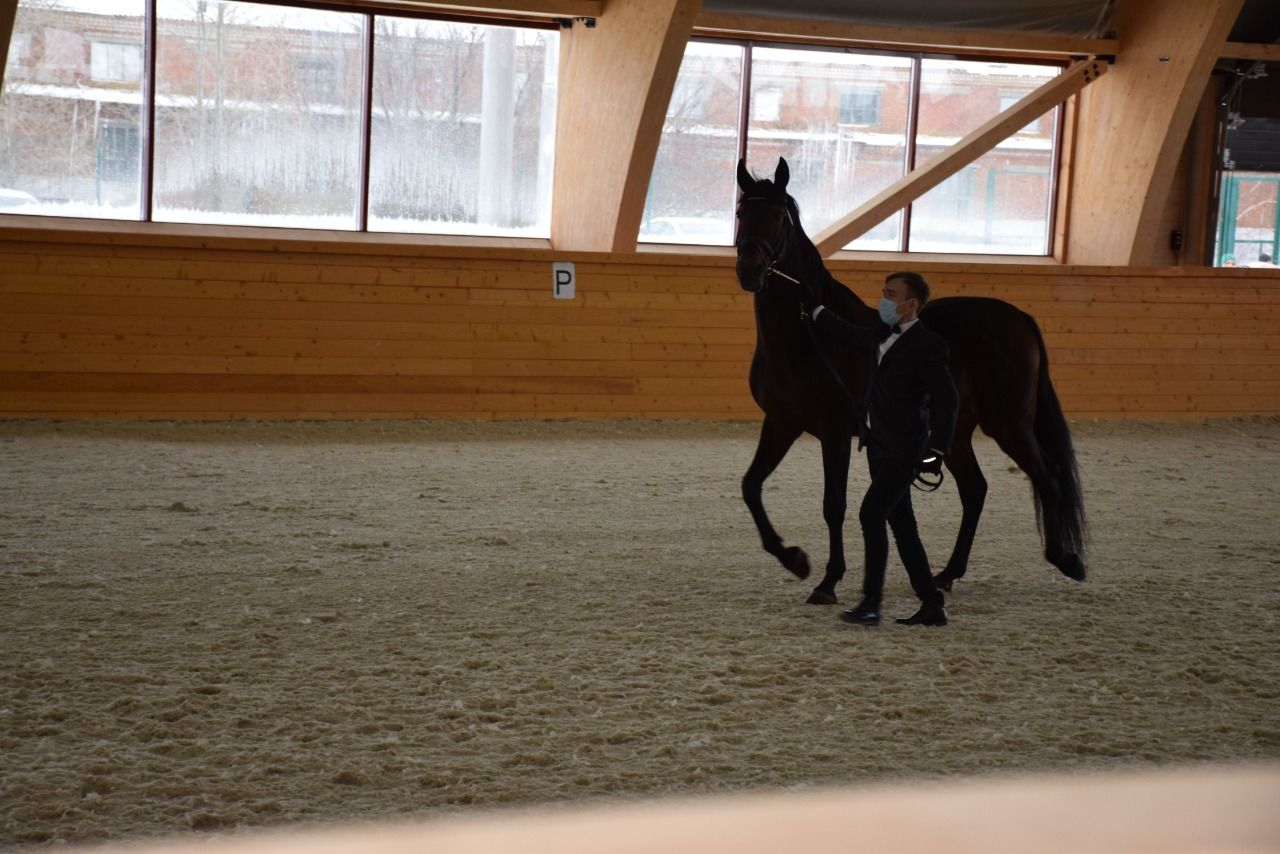В Нурлате состоялся аукцион по продаже спортивных лошадей, принадлежащих компании «Татнефть»
