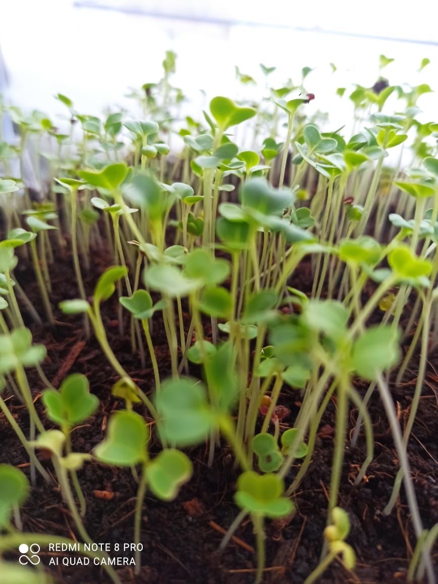 Нурлатцы зимой на подоконниках выращивают микрозелень