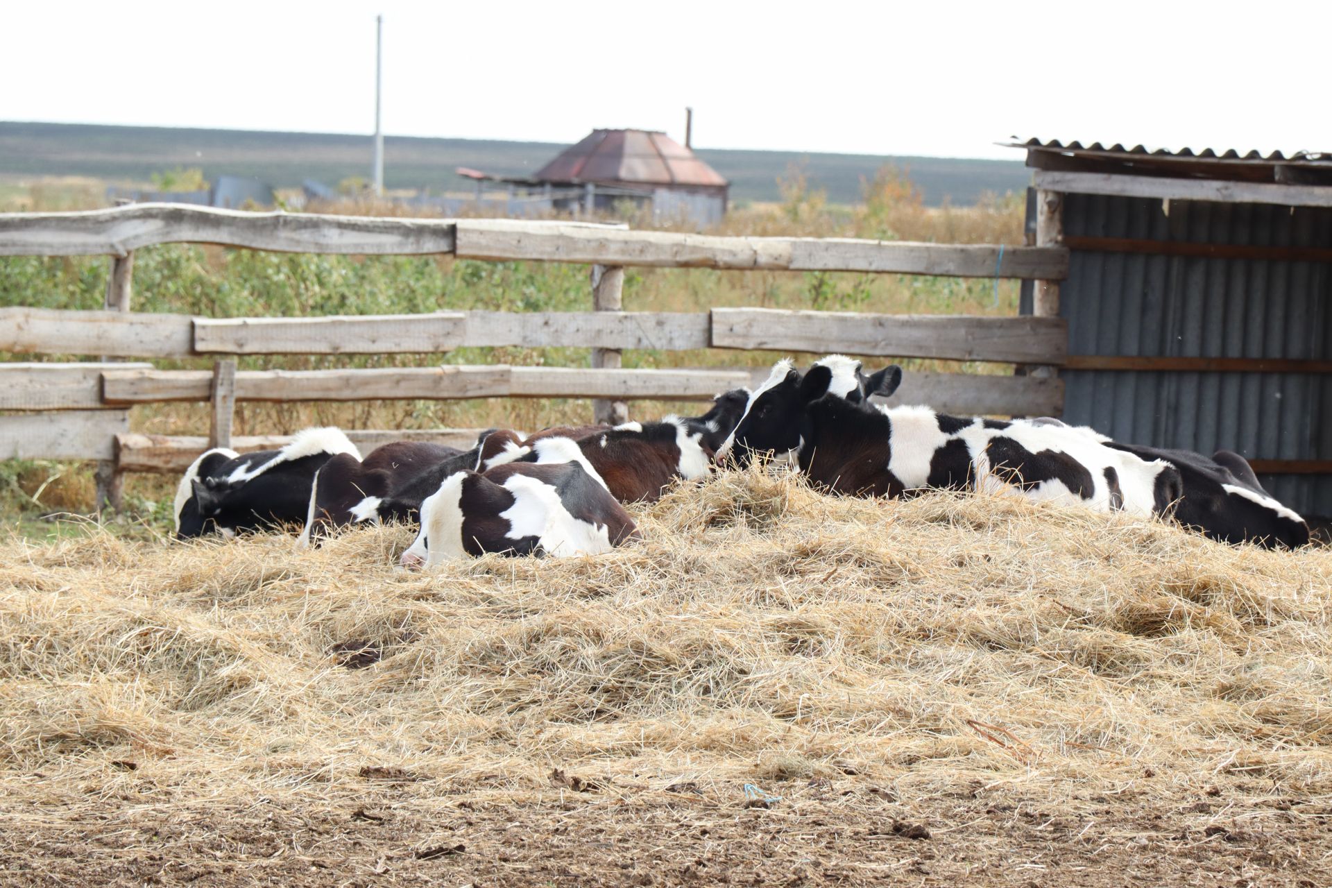 Фермерской семье Ганиевых из нурлатского села Курманаево создать хозяйство помогла программа «Агростартап»