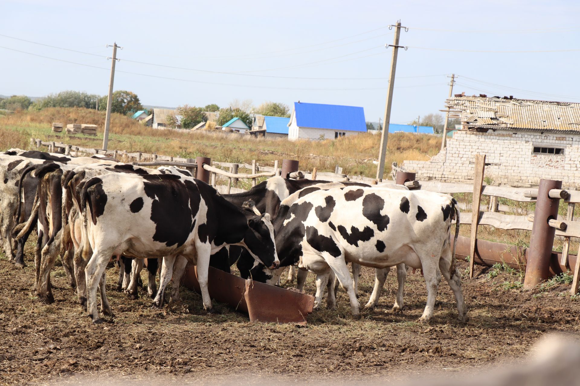 Фермерской семье Ганиевых из нурлатского села Курманаево создать хозяйство помогла программа «Агростартап»