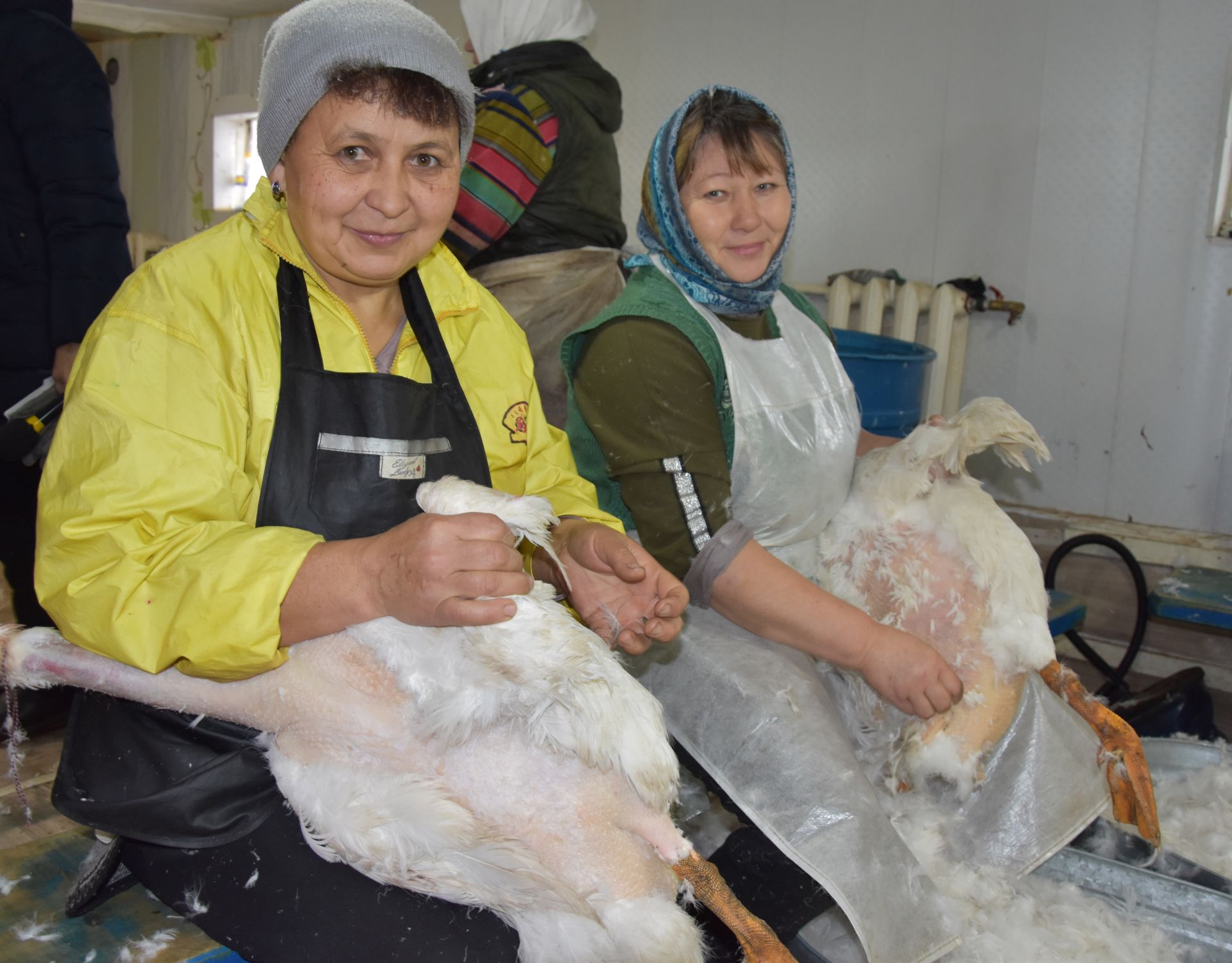 В фермерском хозяйстве Хазиевых из Нурлатского района продолжаются «гусиные субботники»