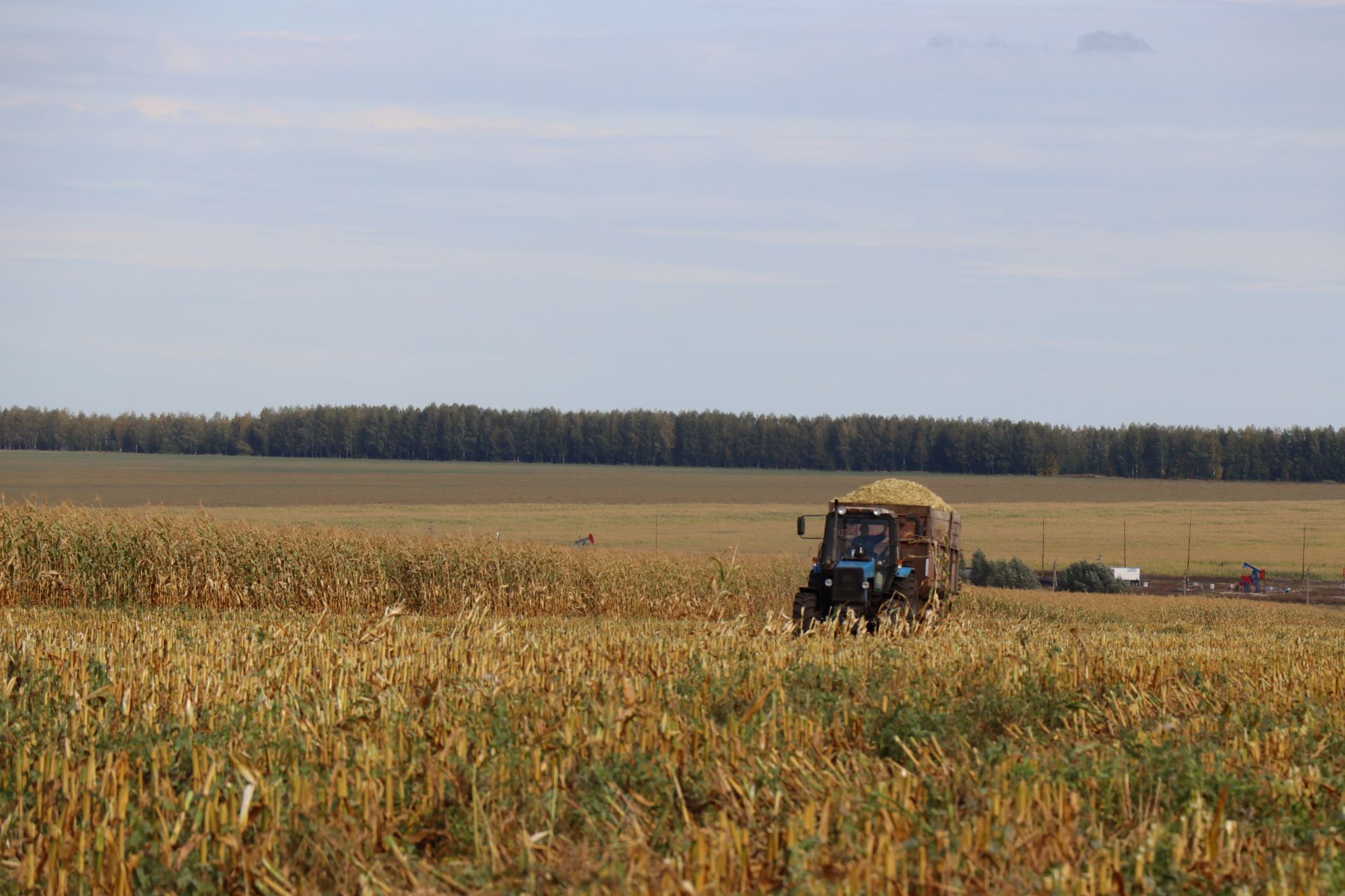 В Нурлатском районе идет уборка кукурузы на силос