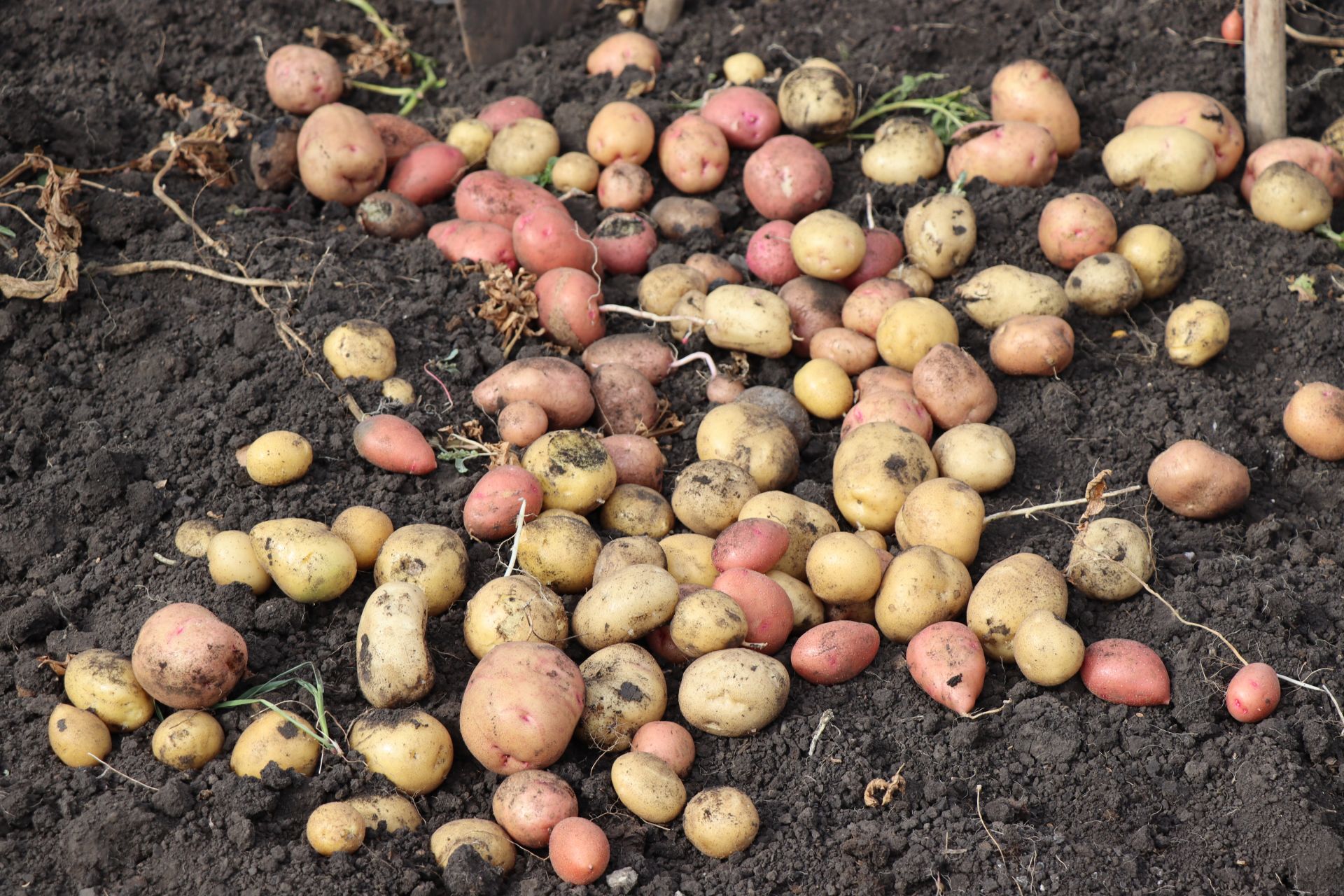 Владимир Кульметьев из Нурлатского района собирает урожай картофеля «деревянными ложками»