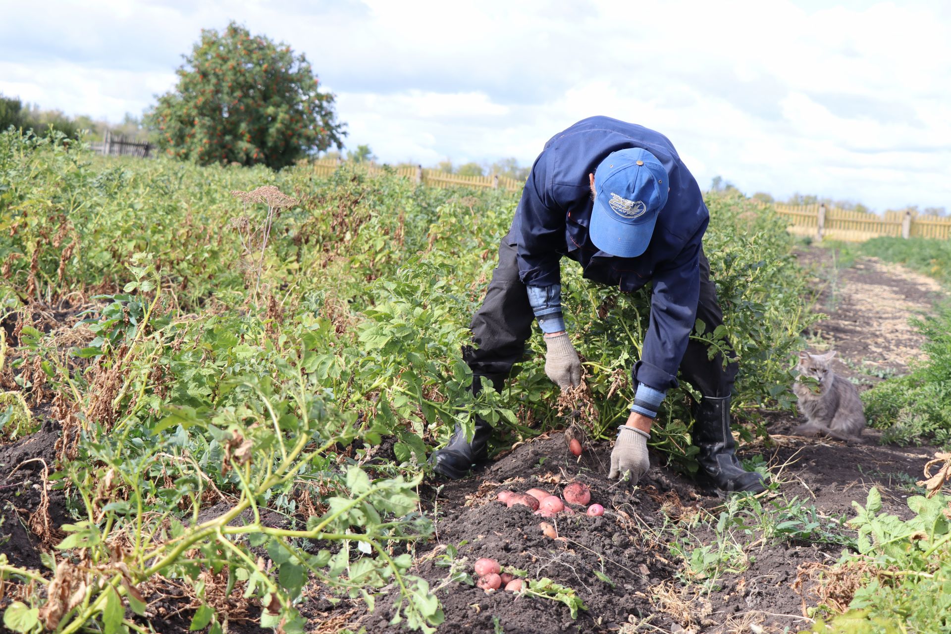 Владимир Кульметьев из Нурлатского района собирает урожай картофеля «деревянными ложками»