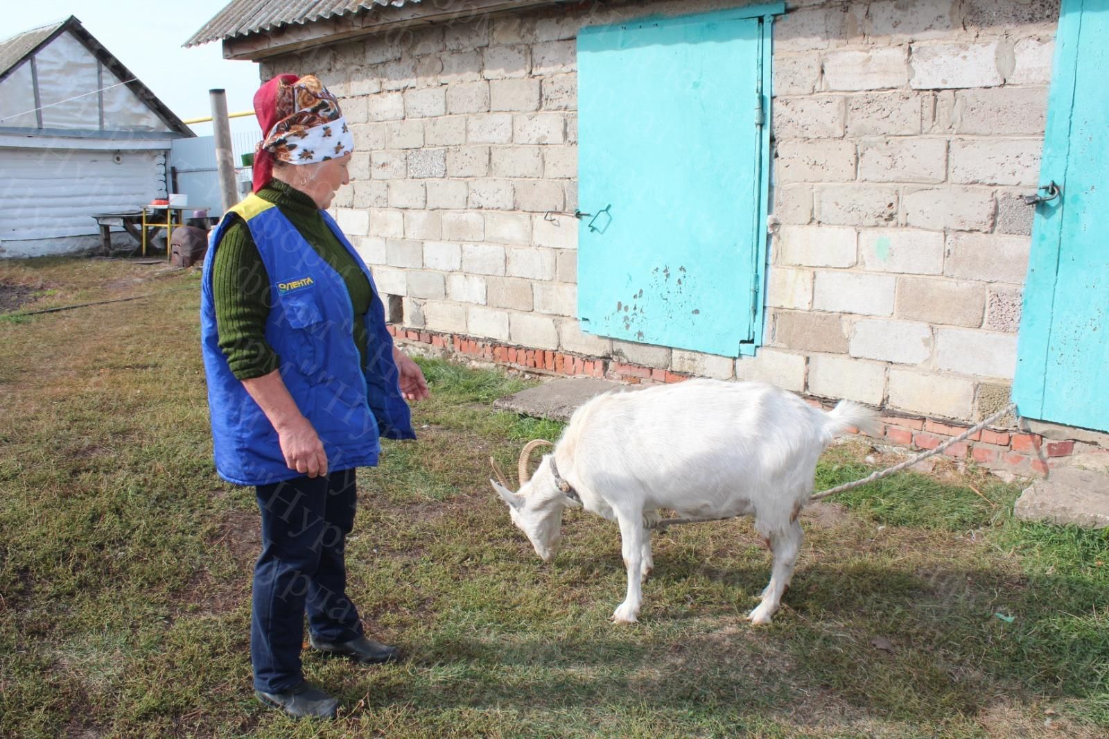 В Нурлатском районе проводится маркировка животных в фермерских и подсобных хозяйствах