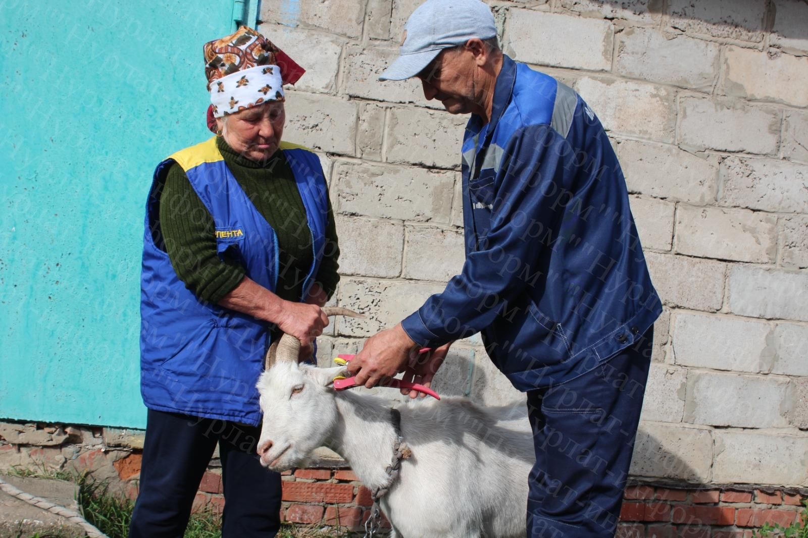В Нурлатском районе проводится маркировка животных в фермерских и подсобных хозяйствах