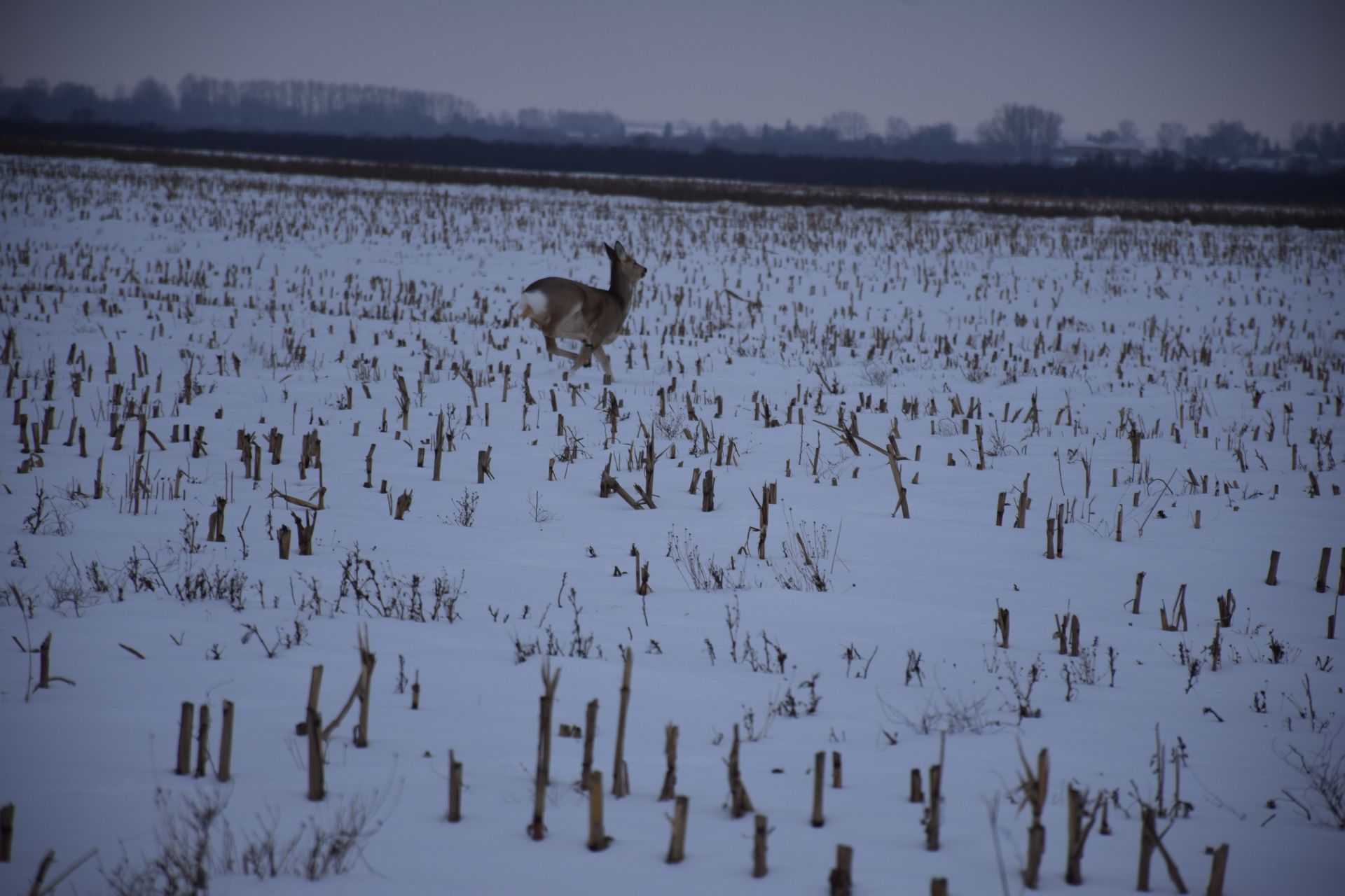 В охотхозяйстве «Восход» Нурлатского районе идет зимний учет лесных животных