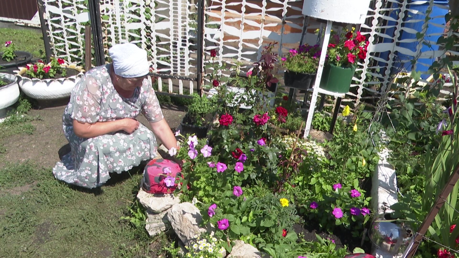 У Гульсины Галимовой из Нового Иглайкина цветы растут в чайниках