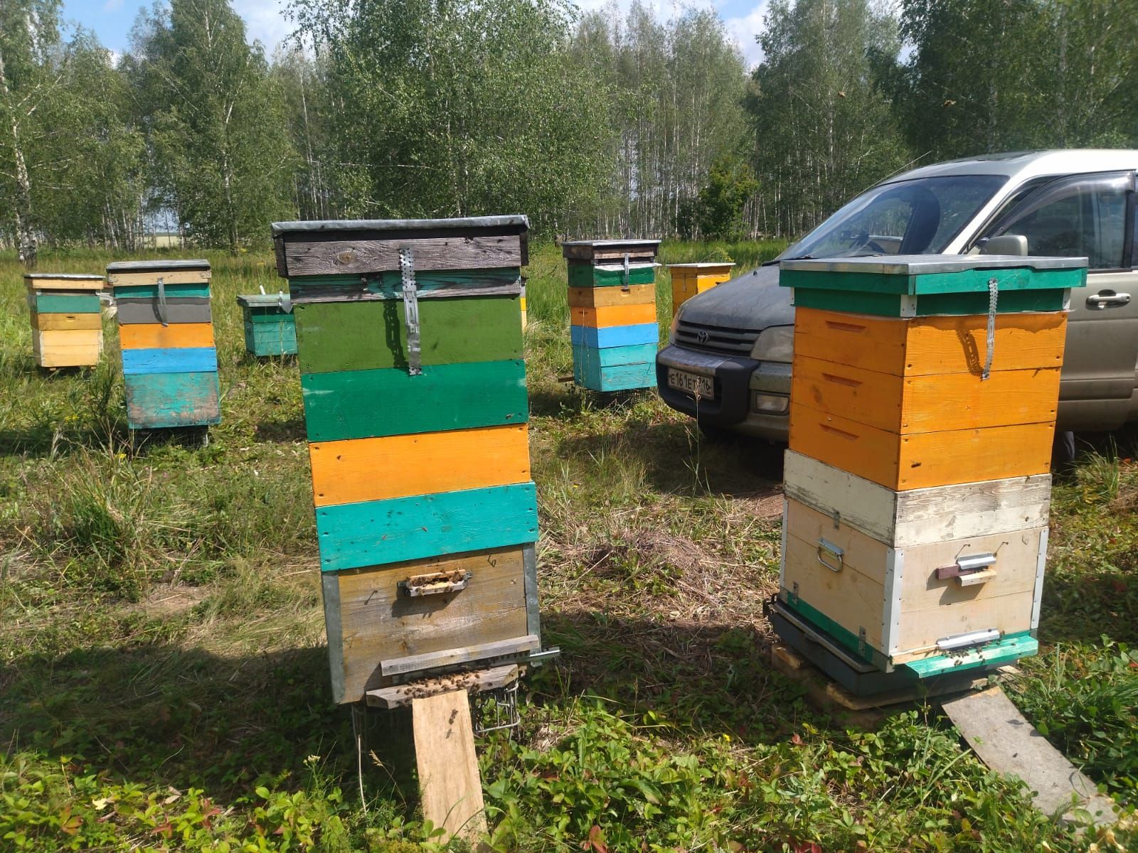 Семья Валиуллиных из Нового Иглайкина в эти дни пробует свежий гречишный мед