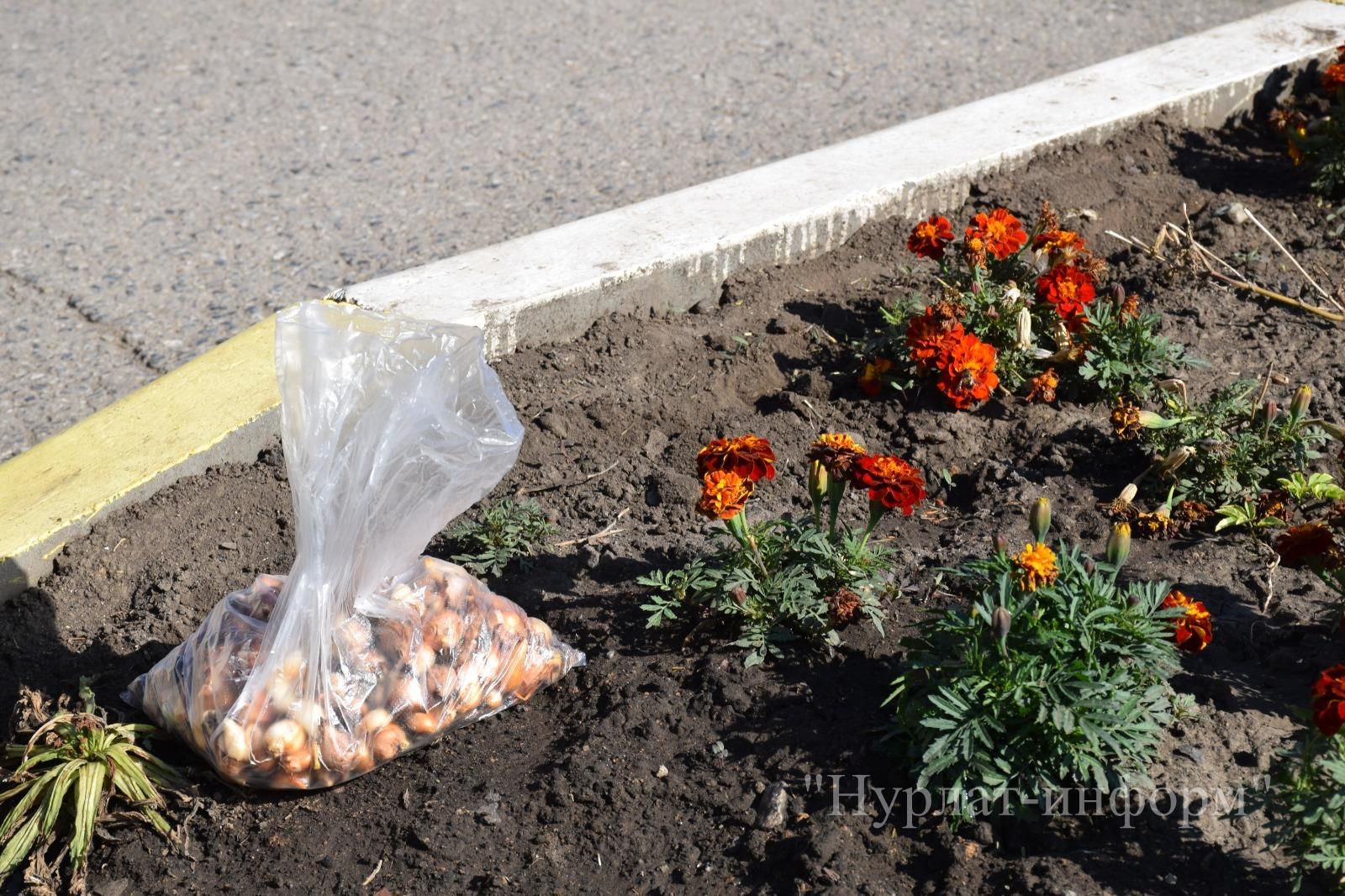 В честь 60-летнего юбилея Нурлатской городской школы №1 заложена Аллея учителей