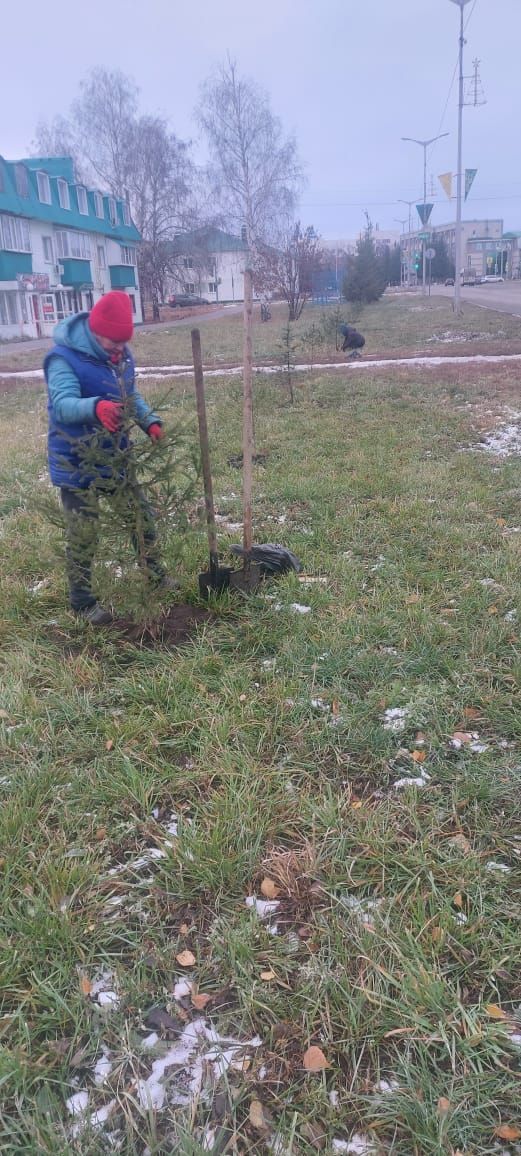 Нурлатцы высадили саженцы хвойных деревьев