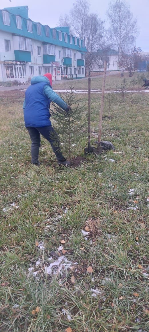 Нурлатцы высадили саженцы хвойных деревьев