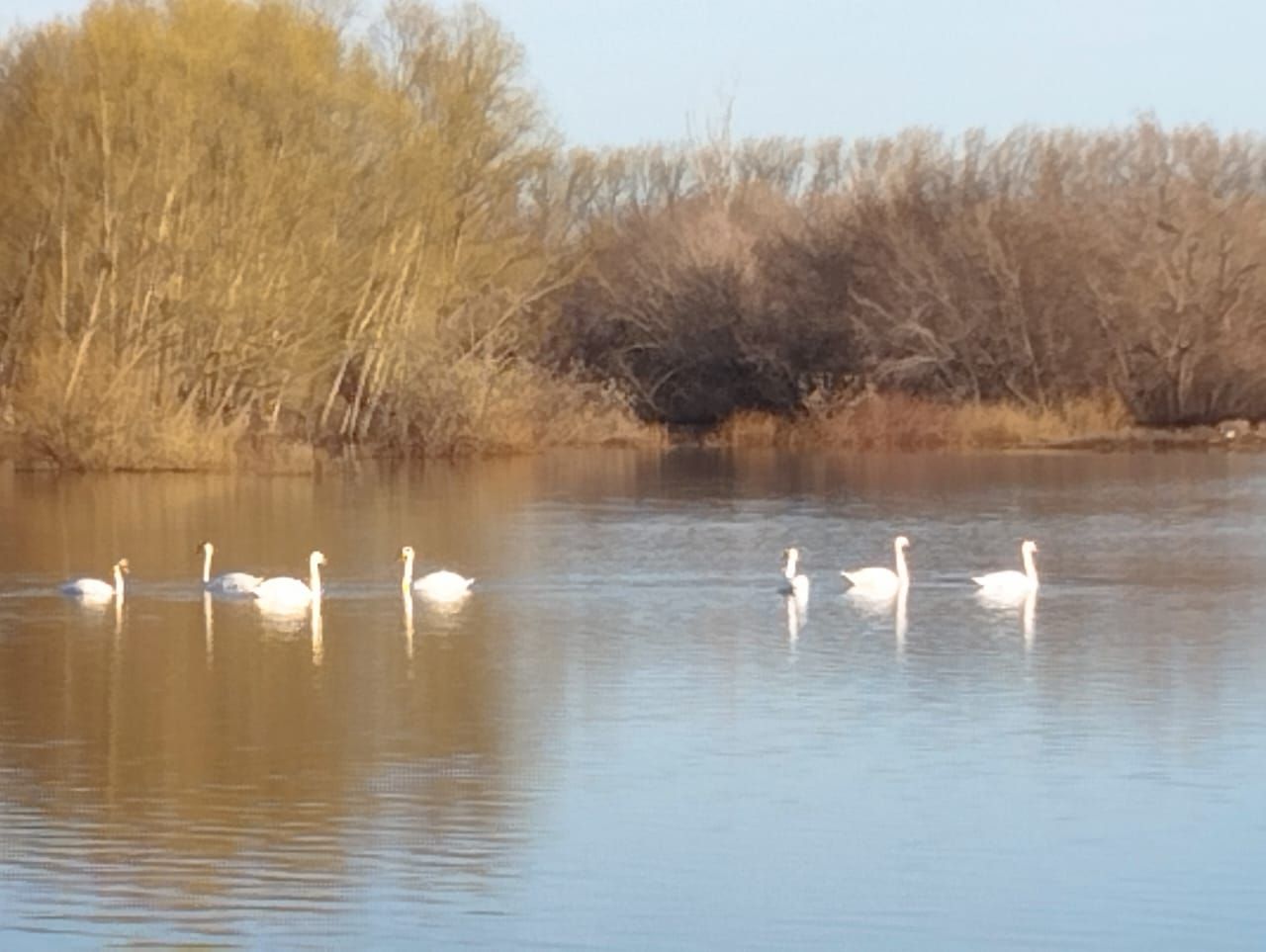 В Курманаево вернулись лебеди
